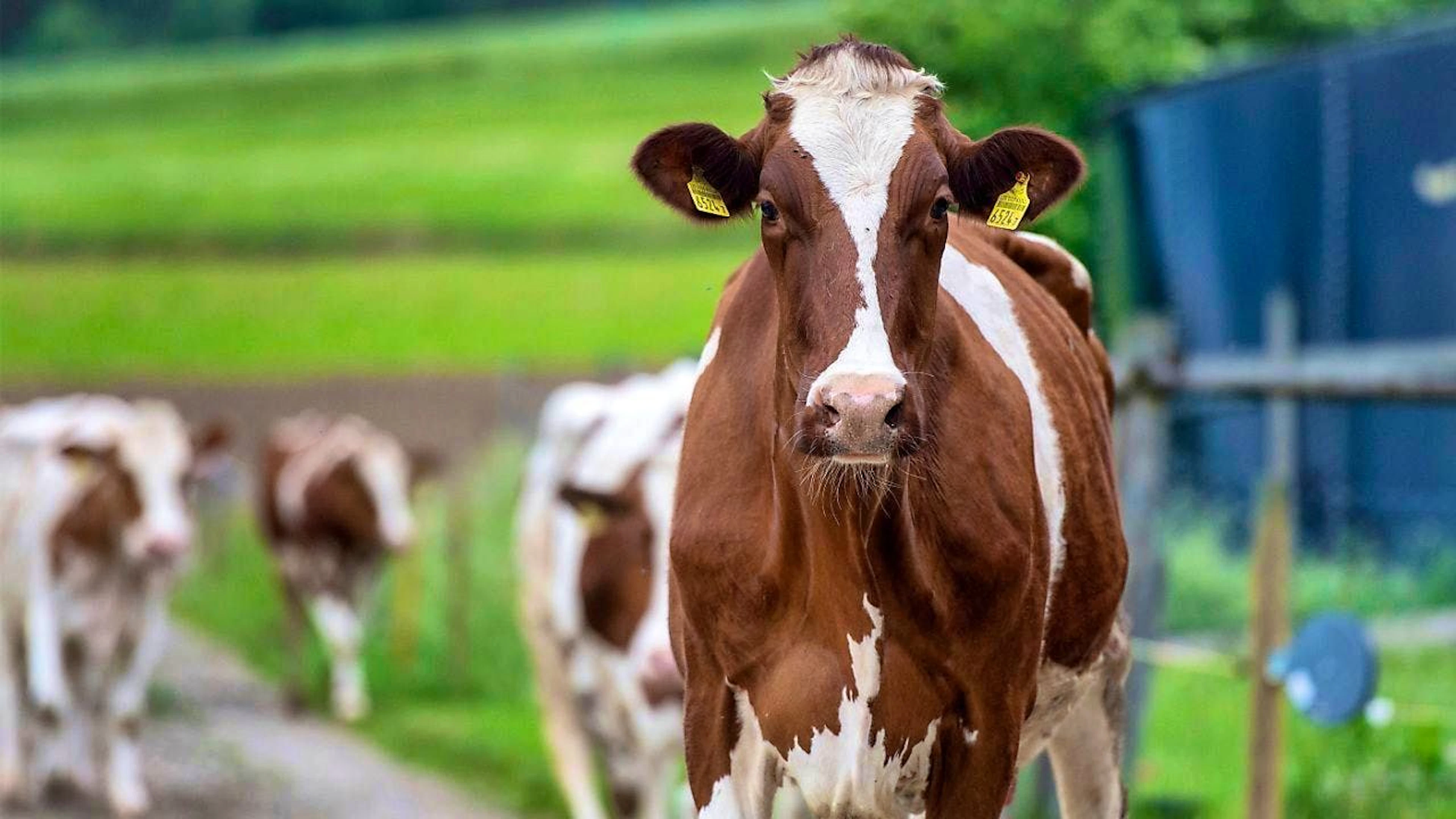 Fighting animal diseases is expensive. This is why livestock owners in Aargau will have to pay significantly more from next year onwards. (symbolic image)