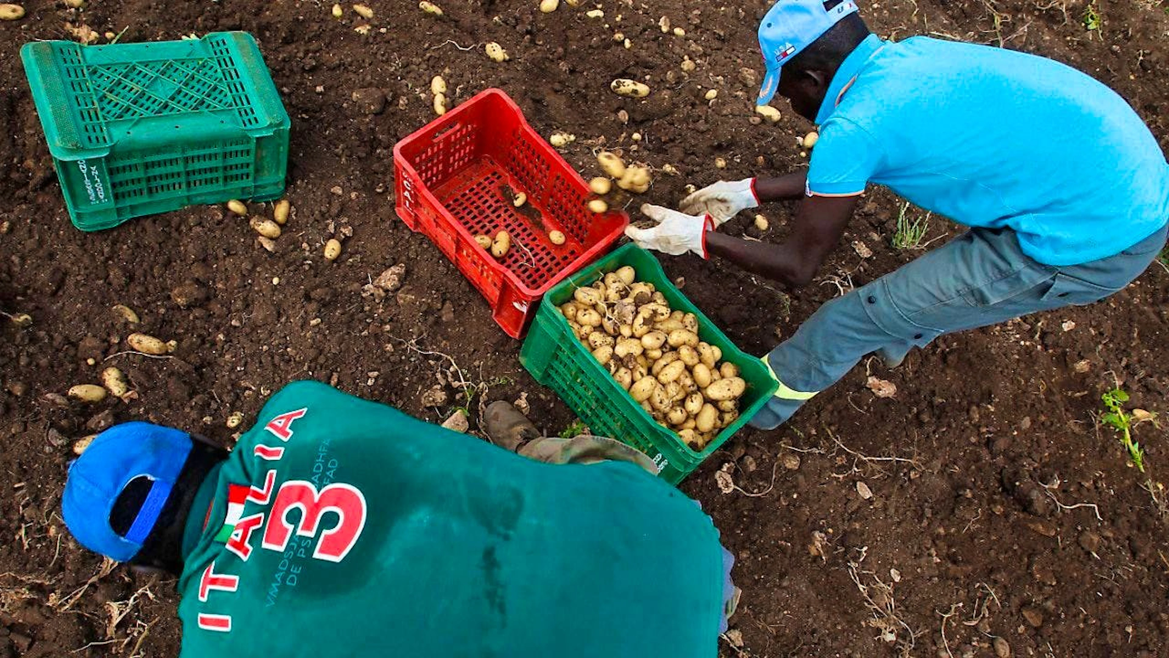 Harvest workers at work in Sicily, Italy. (archive picture)