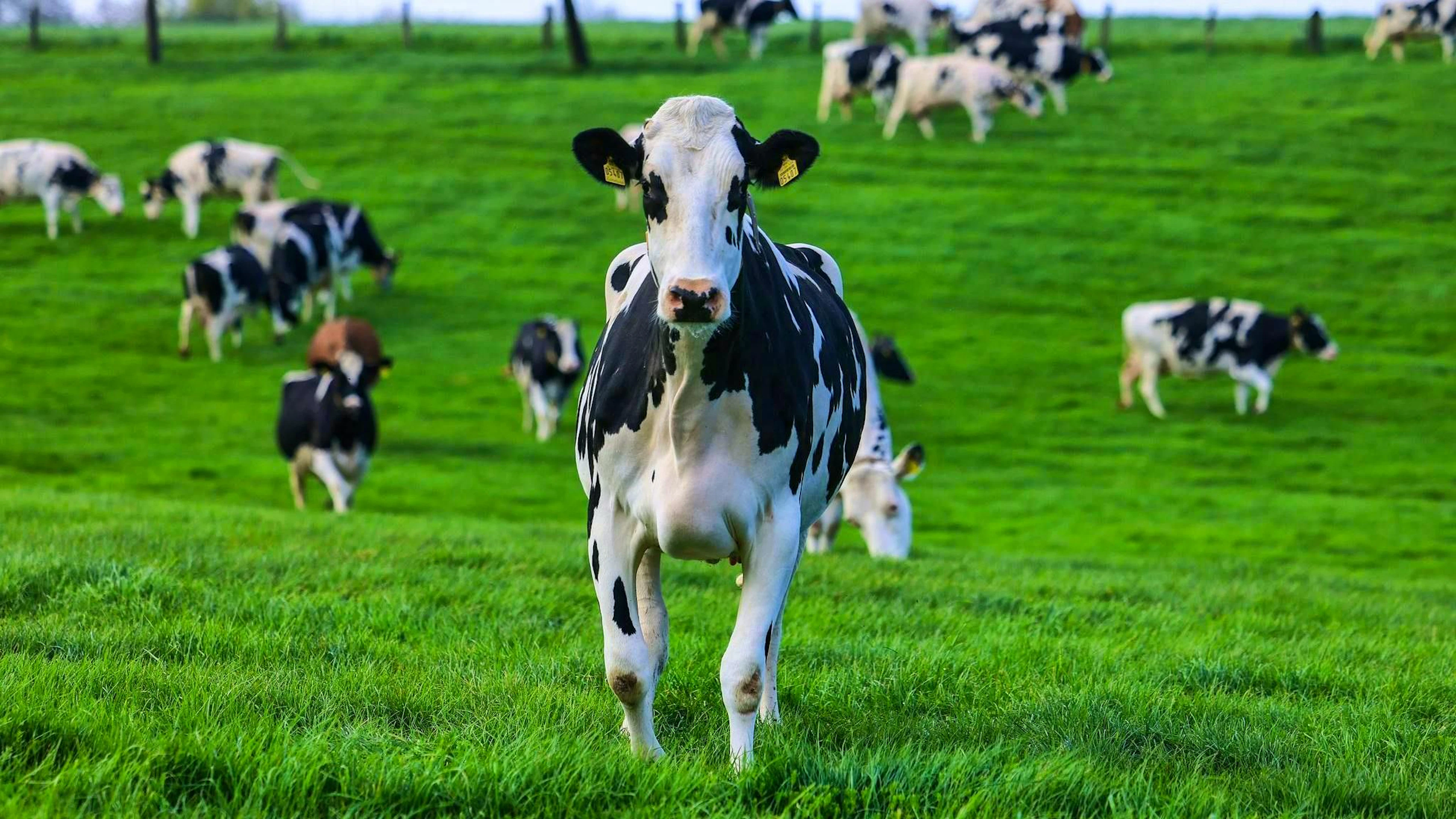 Influenza aviaria nel bestiame: quanto sarà grave? (immagine d'archivio)