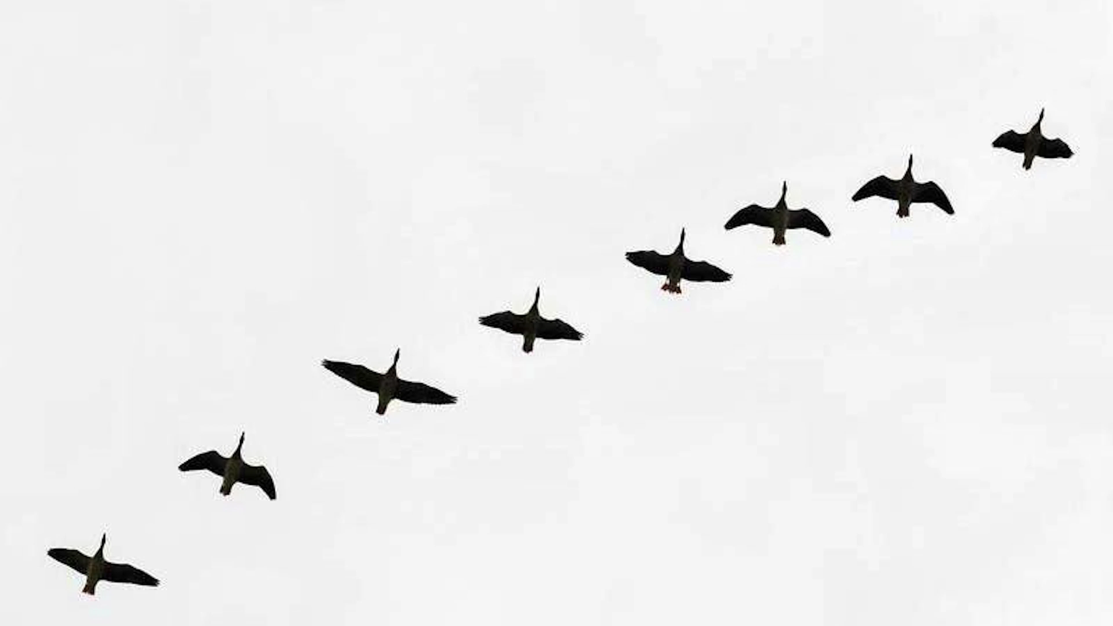 The bird flu virus has been rampant among birds for decades. Experts are now concerned that it is increasingly spreading to cattle.