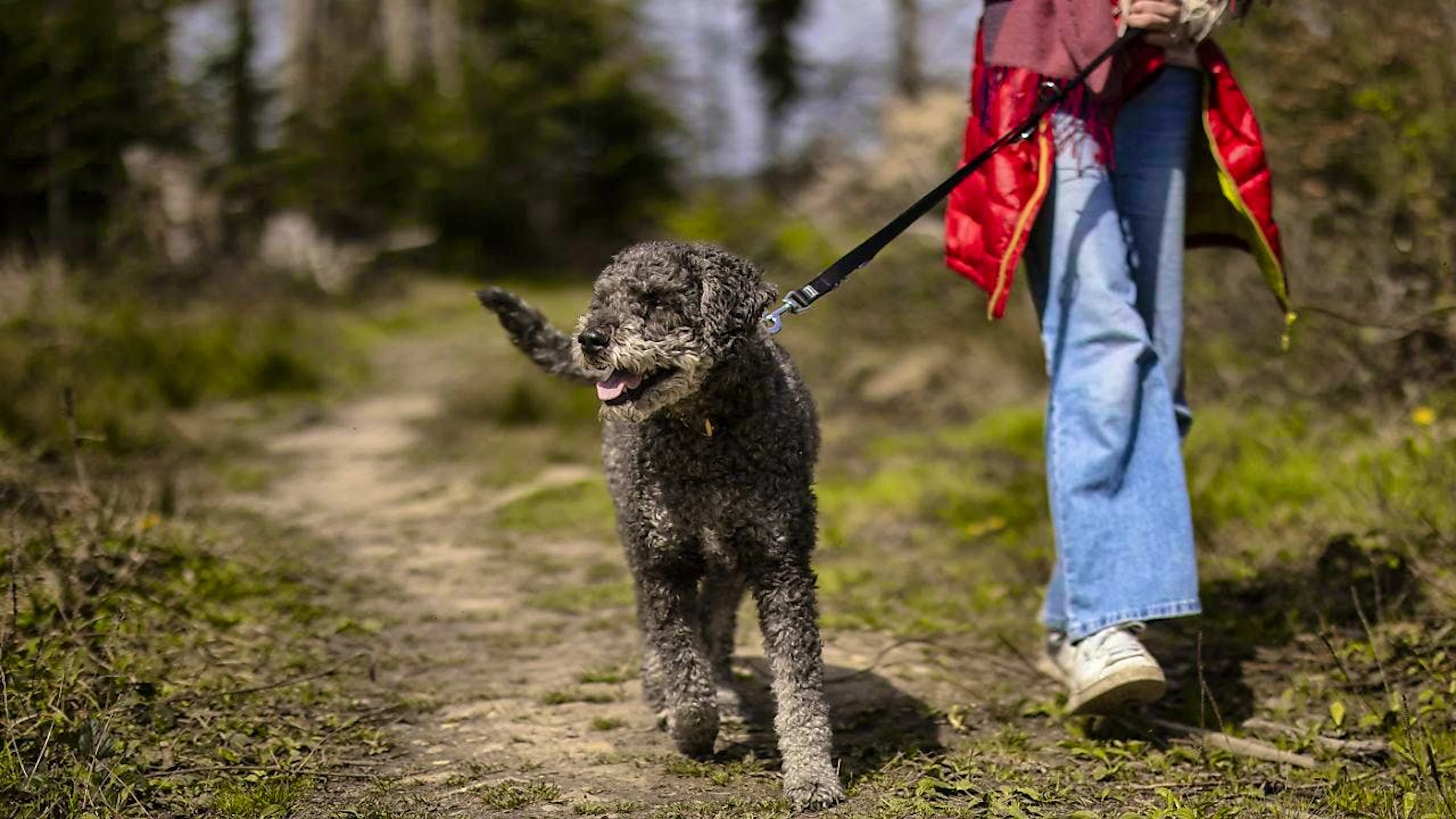 Where dogs must be kept on a lead varies from canton to canton. (Archive image)