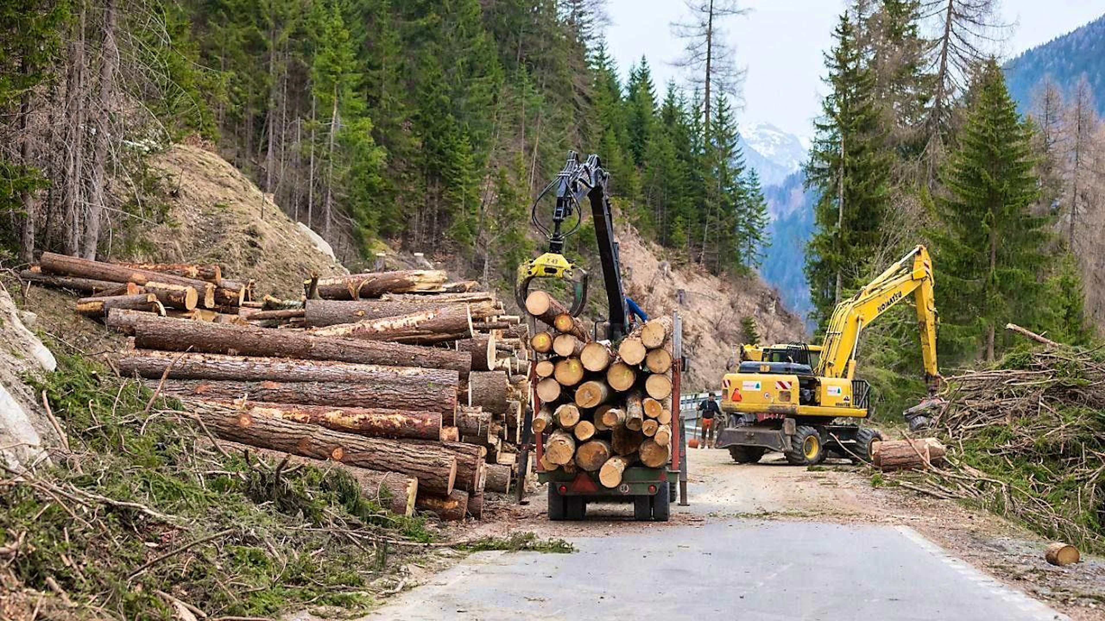 In 2023, 4.9 million cubic meters of wood were harvested. (archive image)