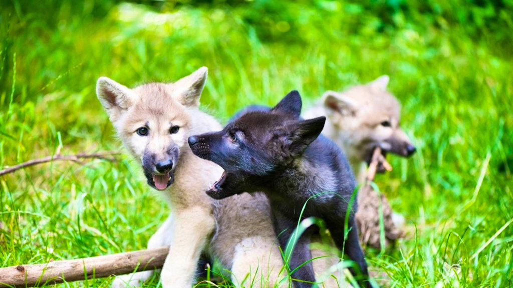 A new wolf pack has emerged in the canton of Graubünden