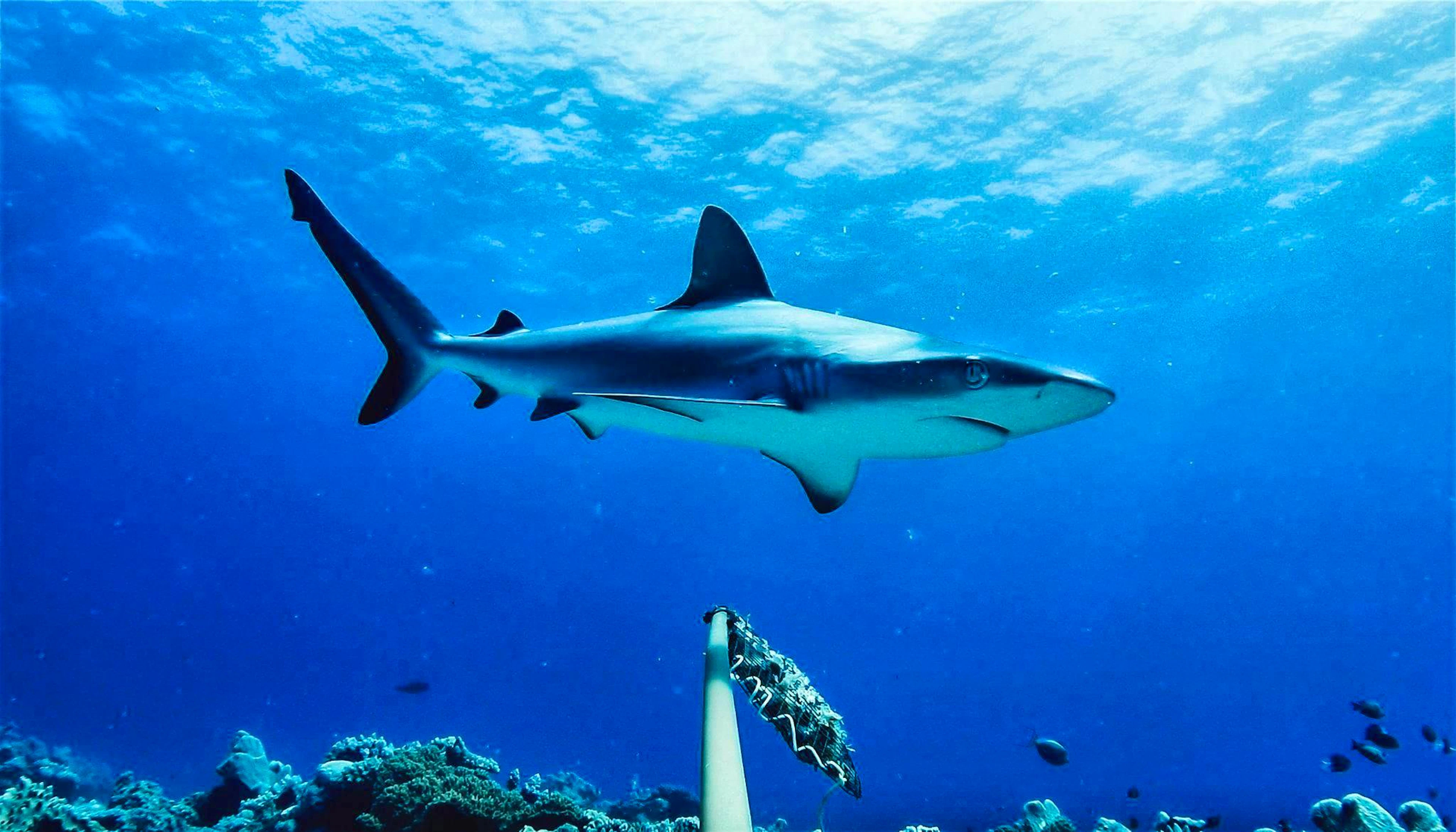 There have been three shark attacks in Australia in just two weeks. (symbolic picture)