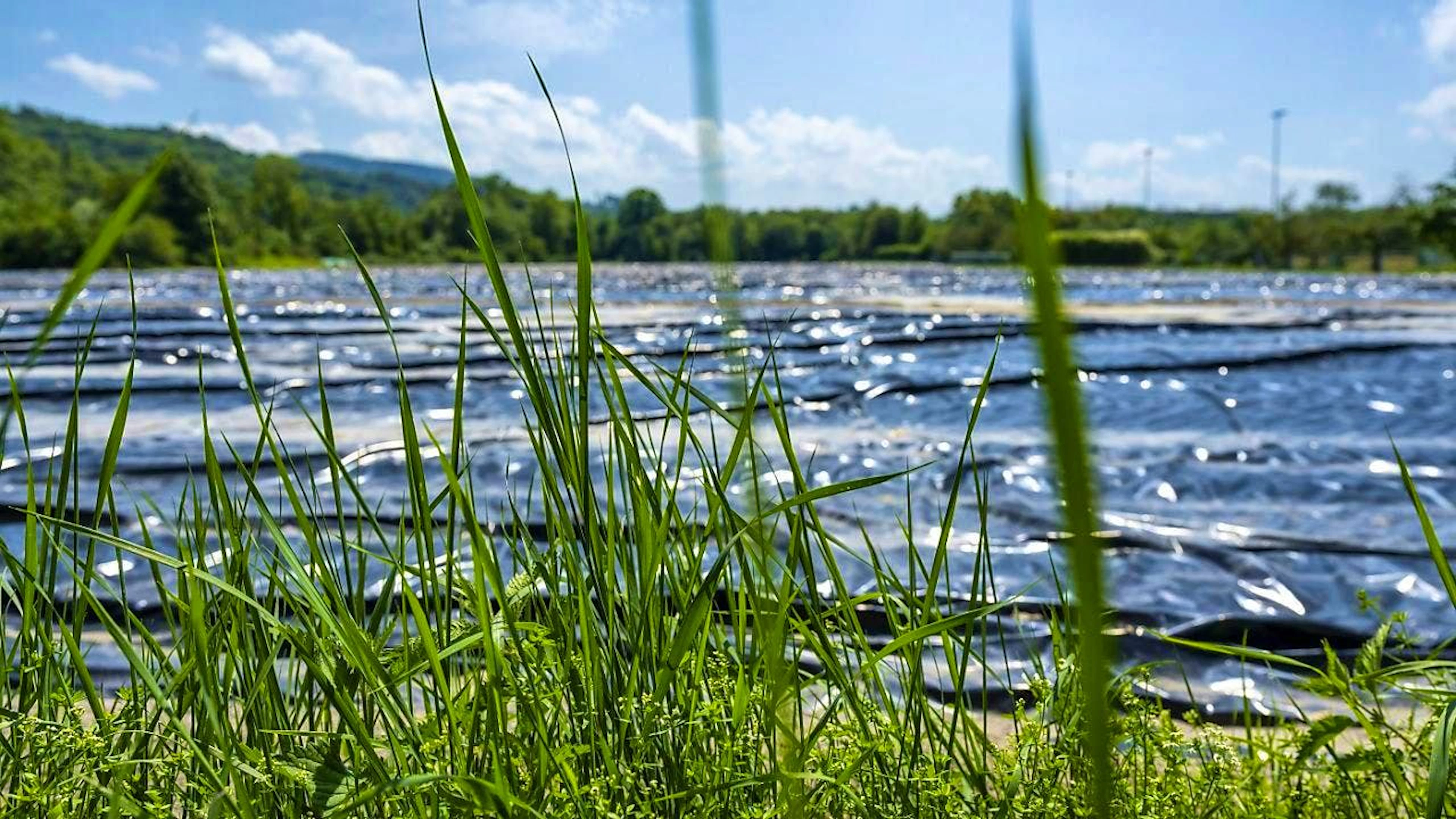 Milling and covering lawns gives hope for success in the fight against the Japanese beetle.