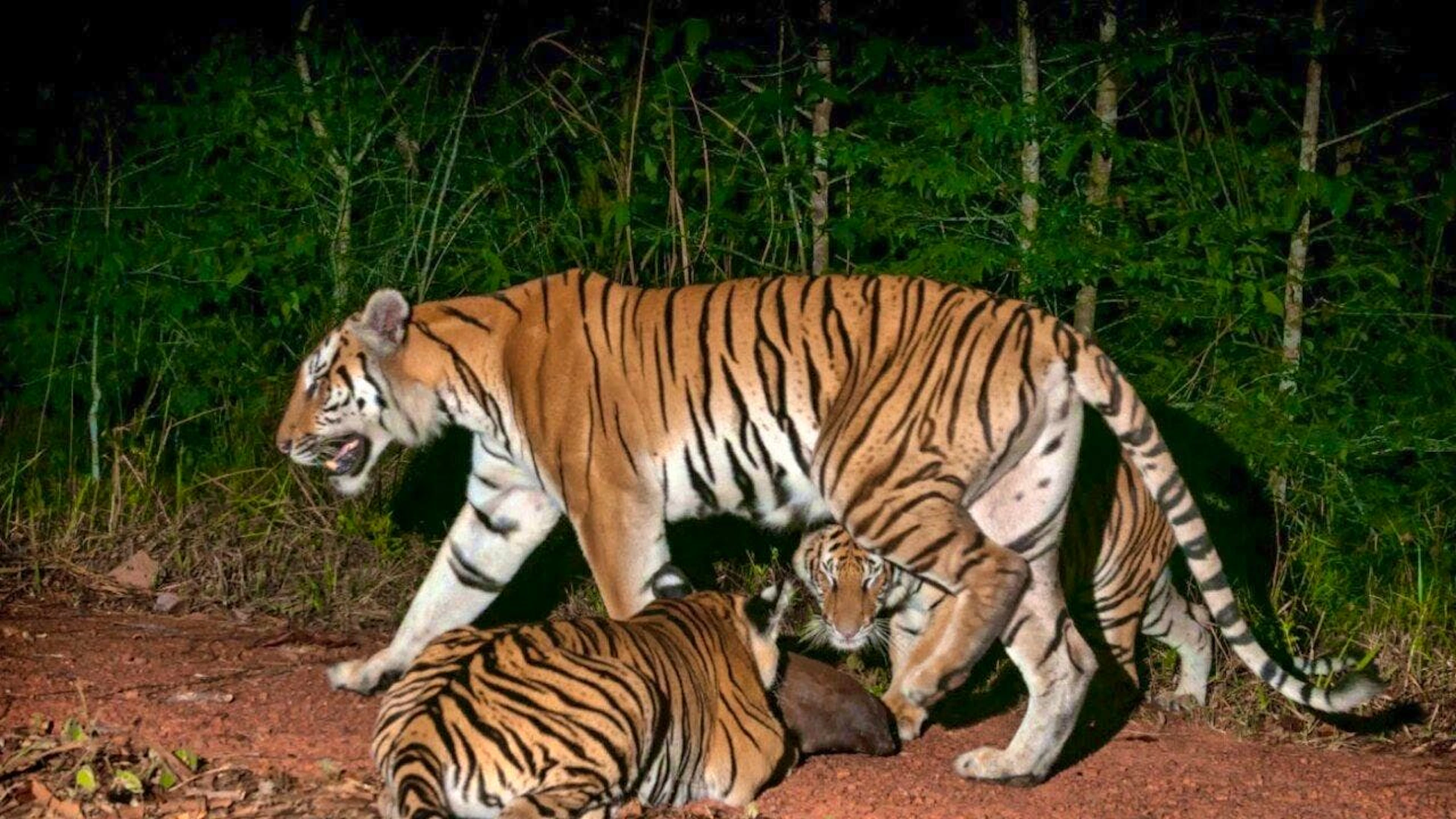 A tigress and her two cubs in eastern Thailand. The picture was taken by a photo trap in March 2017. (archive image)