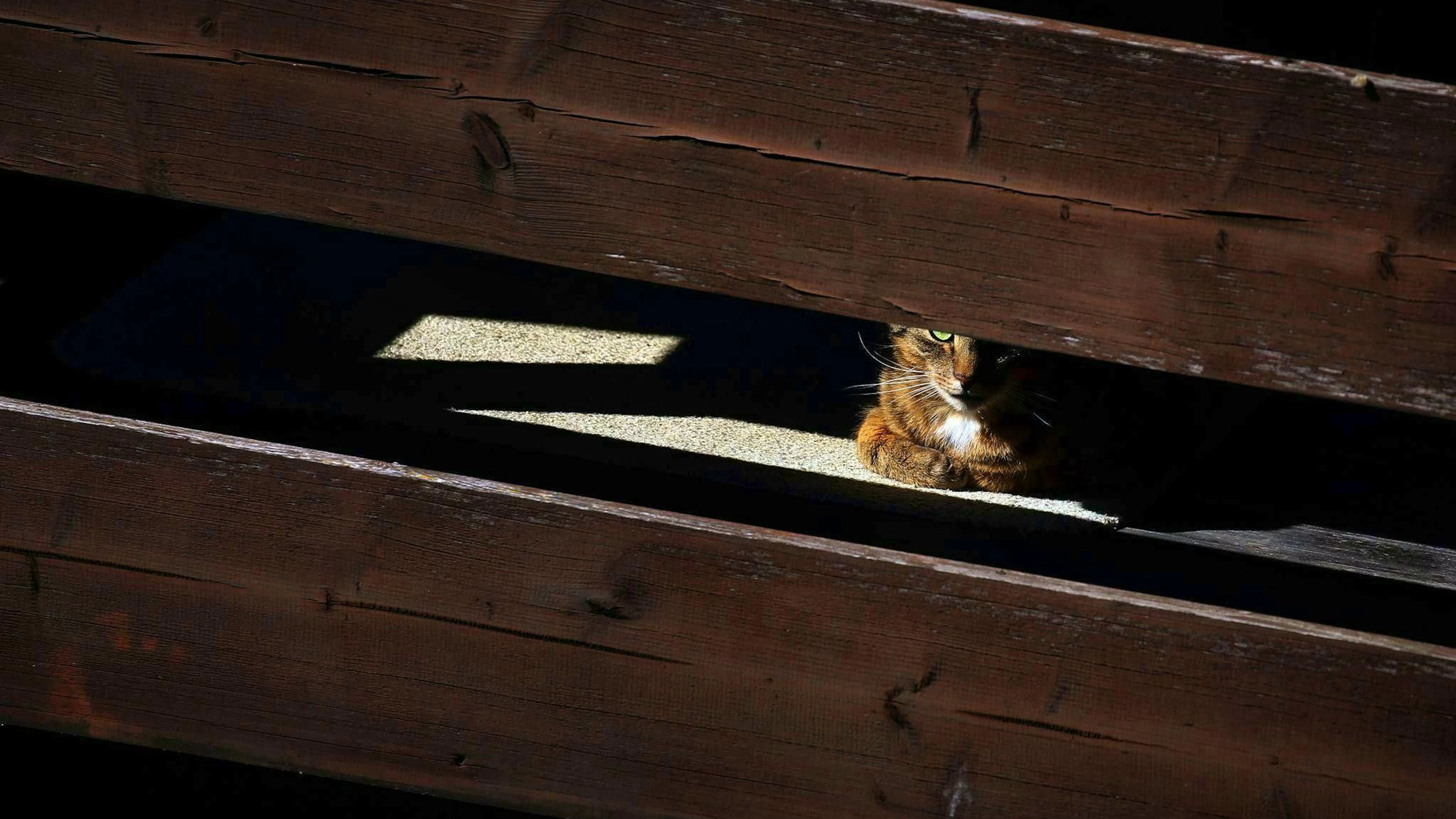 En cas de forte chaleur, les chats aiment se mettre à l'ombre.