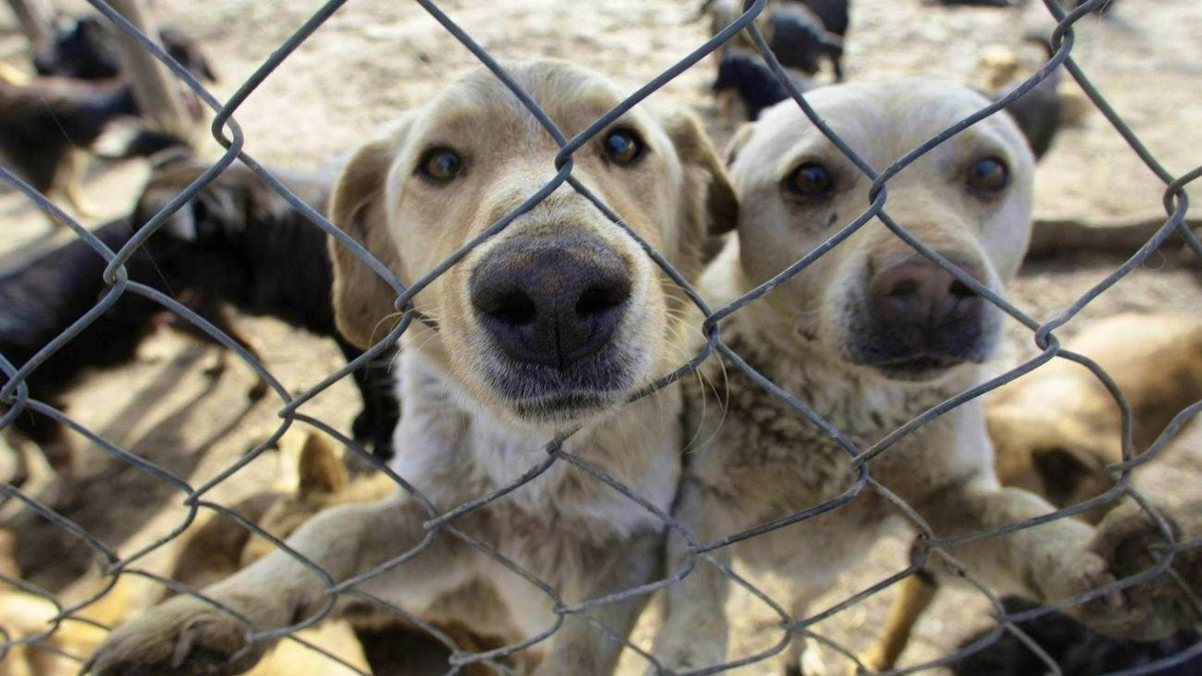 How Switzerland and other countries deal with street dogs