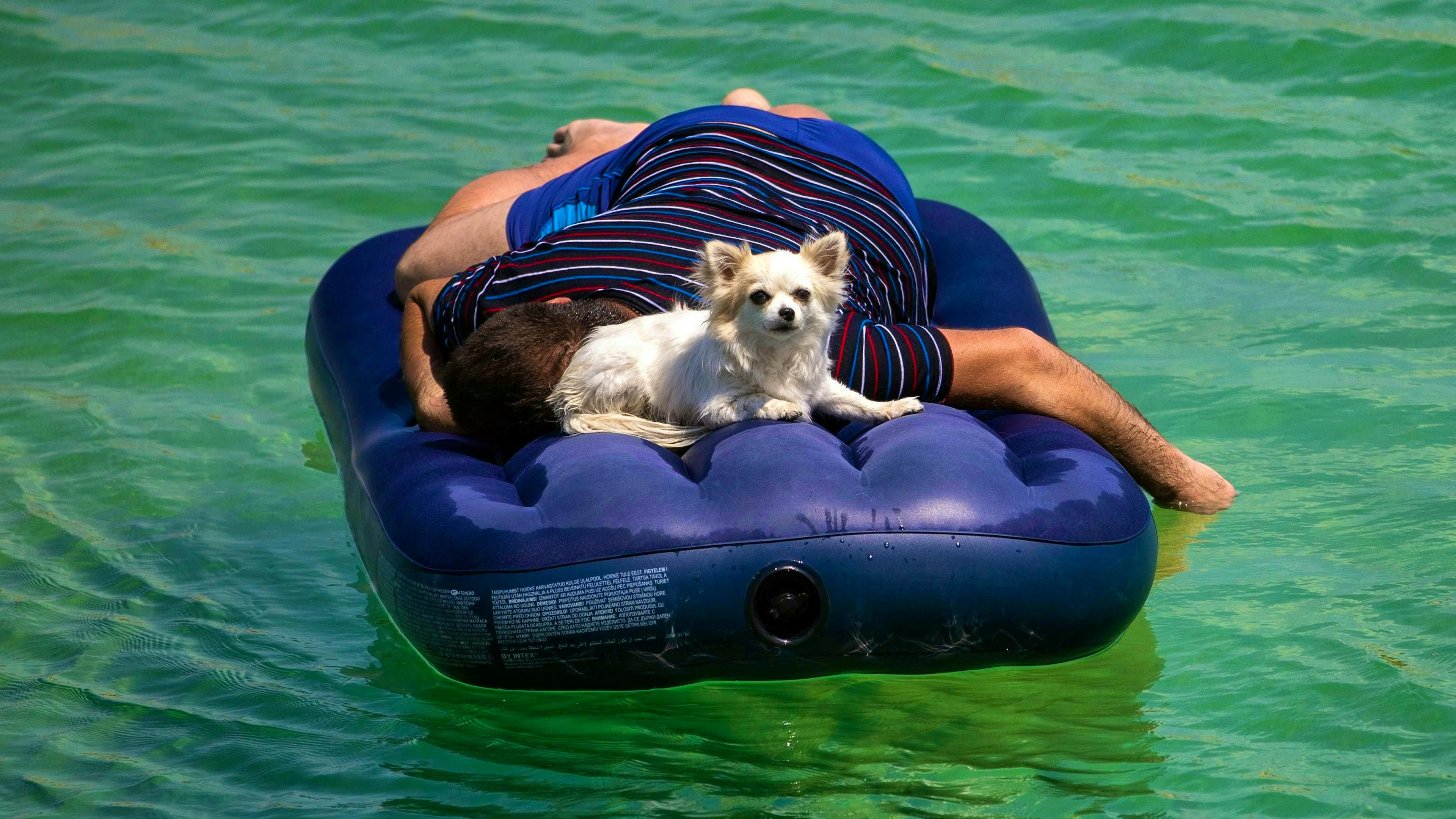 En cas de forte chaleur, les humains ne sont pas les seuls à préférer passer du temps au bord, dans ou sur l'eau. (Image symbolique)