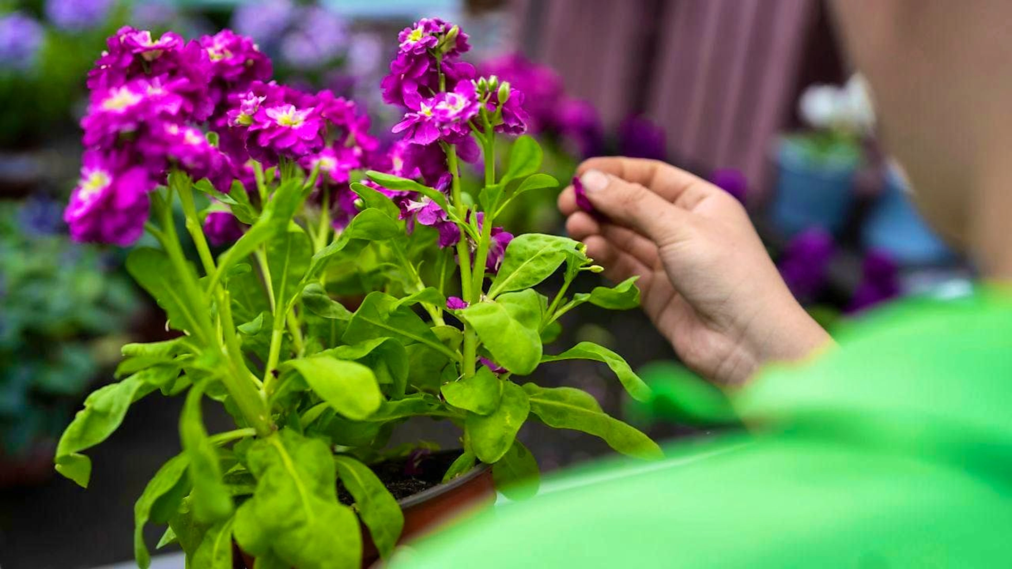 The Oeschberg Horticultural School is getting a new greenhouse. Facilities for plant production, a flower store, a covered exhibition area and training and technical rooms are being built. (symbolic image)