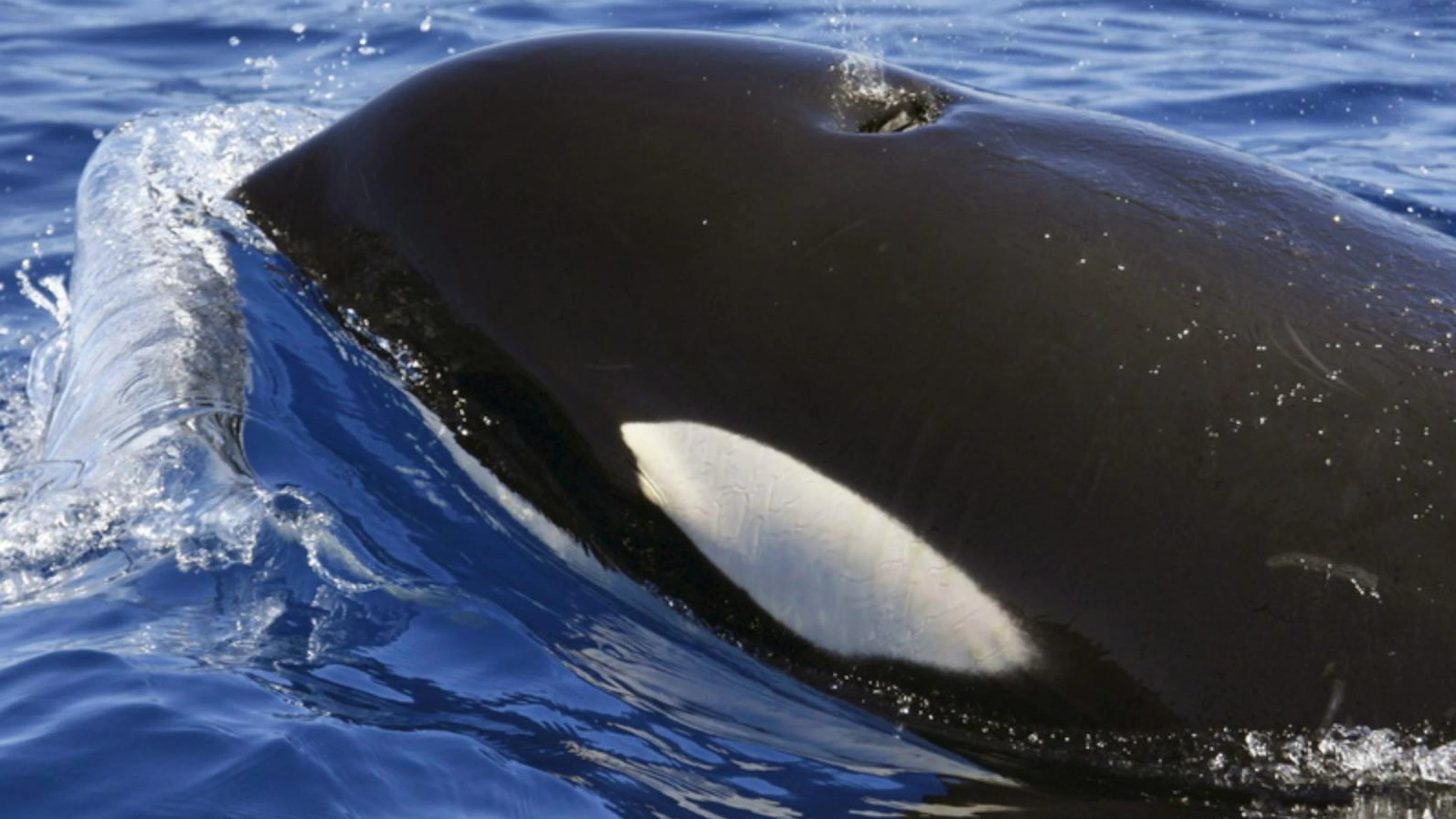 Ein Orca (Schwertwal) im Meer vor Lanzarote.