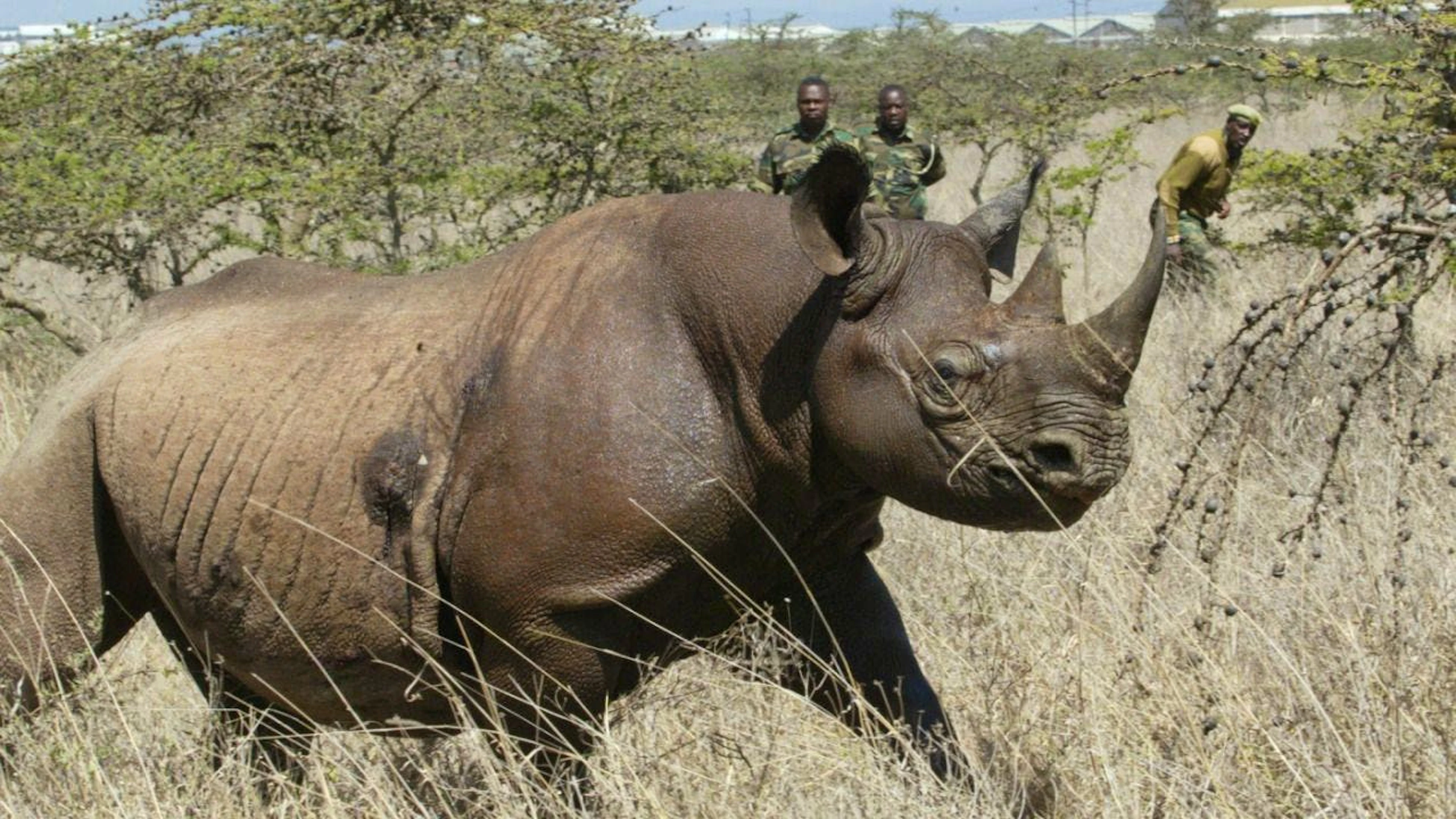 Un rinoceronte al parco di Meru (archivio)