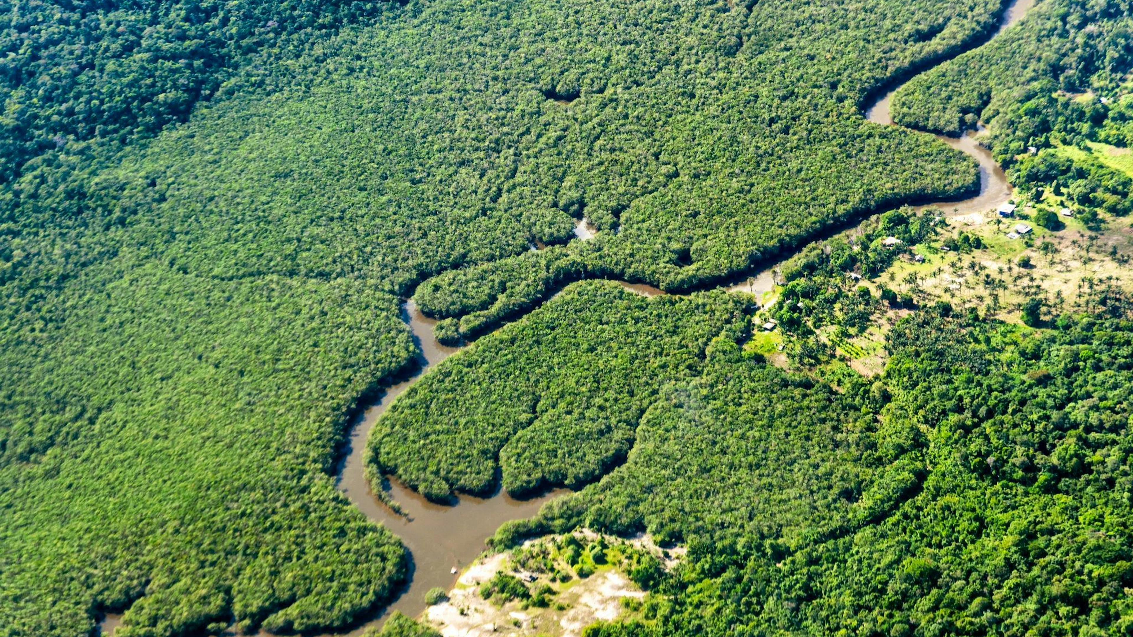 Der Amazonas-Regenwald wird als «grüne Lunge der Erde» bezeichnet, weil er grosse Mengen Kohlendioxid absorbiert und Sauerstoff produziert.