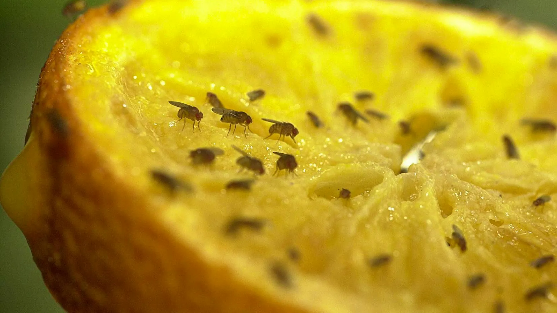 These 7 tips will help you get rid of fruit flies