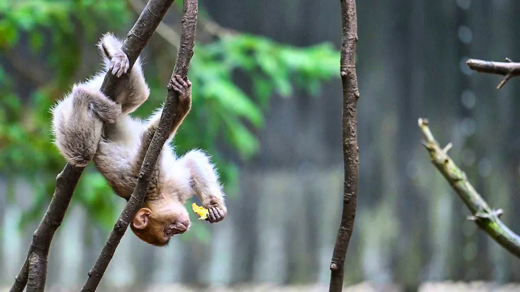 Runaway monkey on Lake Constance is named Luke Lakewalker