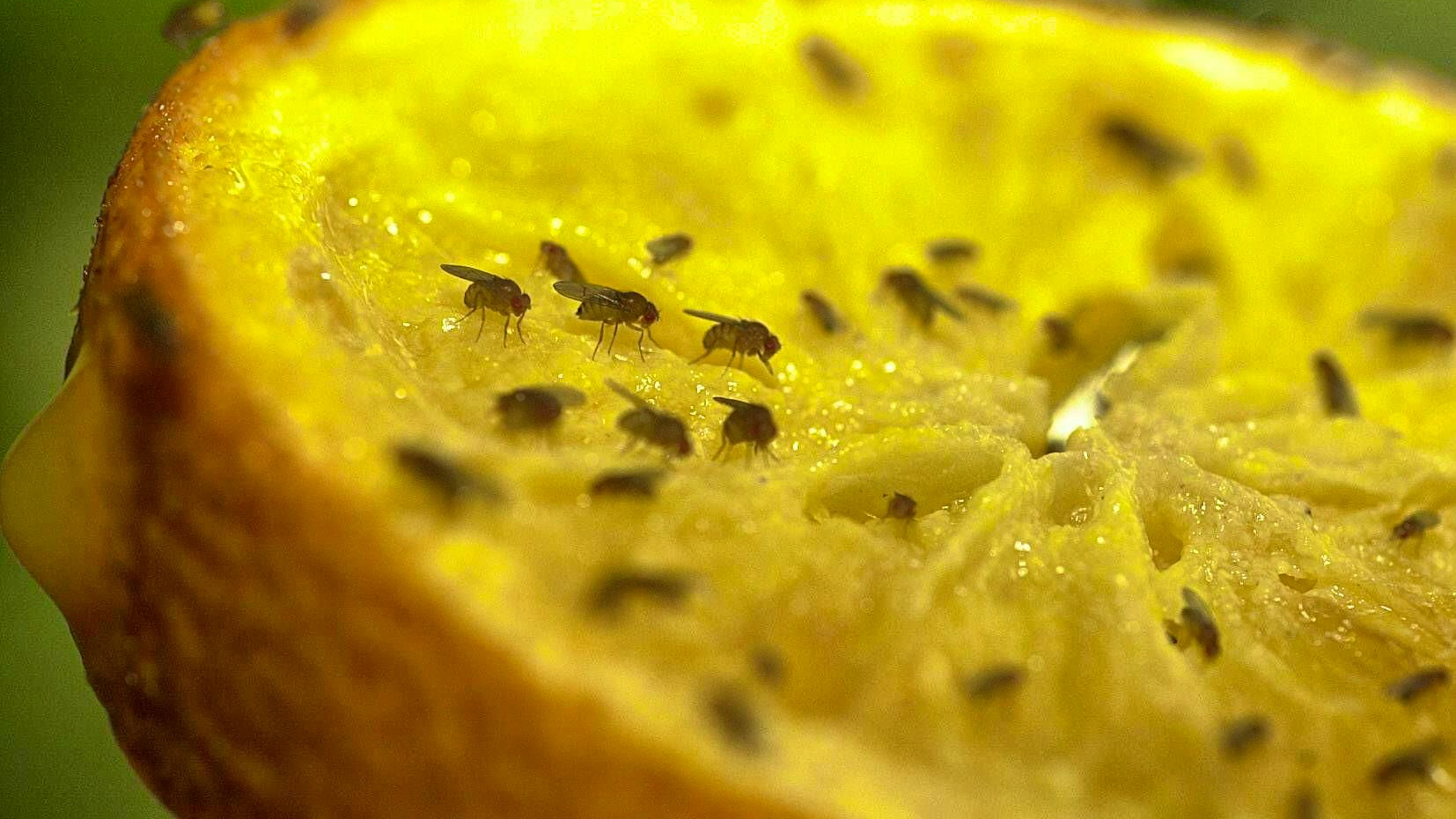 I moscerini sono attratti dalla frutta. Non lasciatela quindi all'aperto.