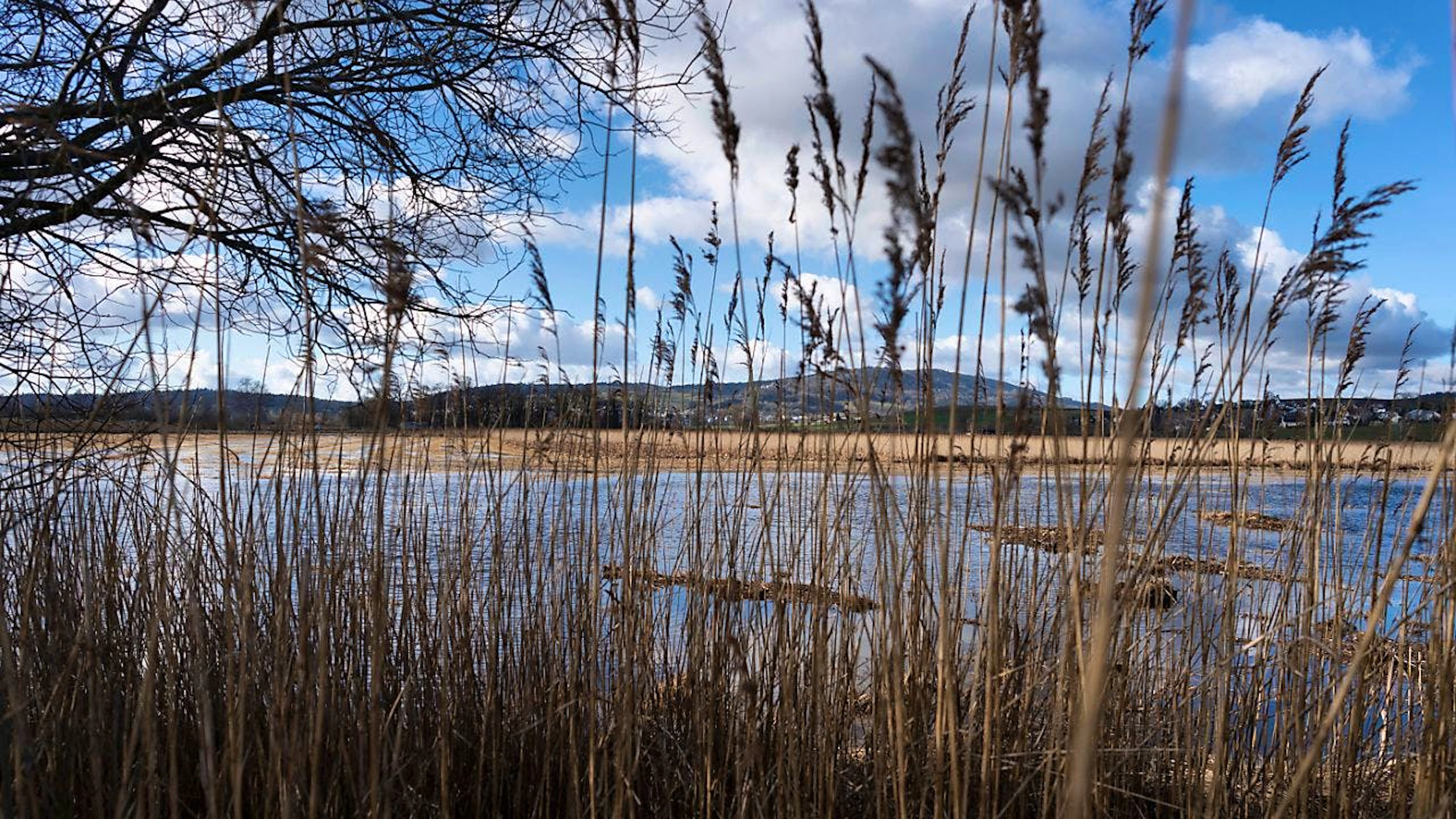 "Più di un terzo di tutte le specie e più della metà di tutti i tipi di habitat sono minacciati", affermano gli studiosi. Qui ritratta, una delle ultime grandi paludi rimaste in Svizzera, quella di Neerach (Canton Zurigo). (immagine d'archivio)