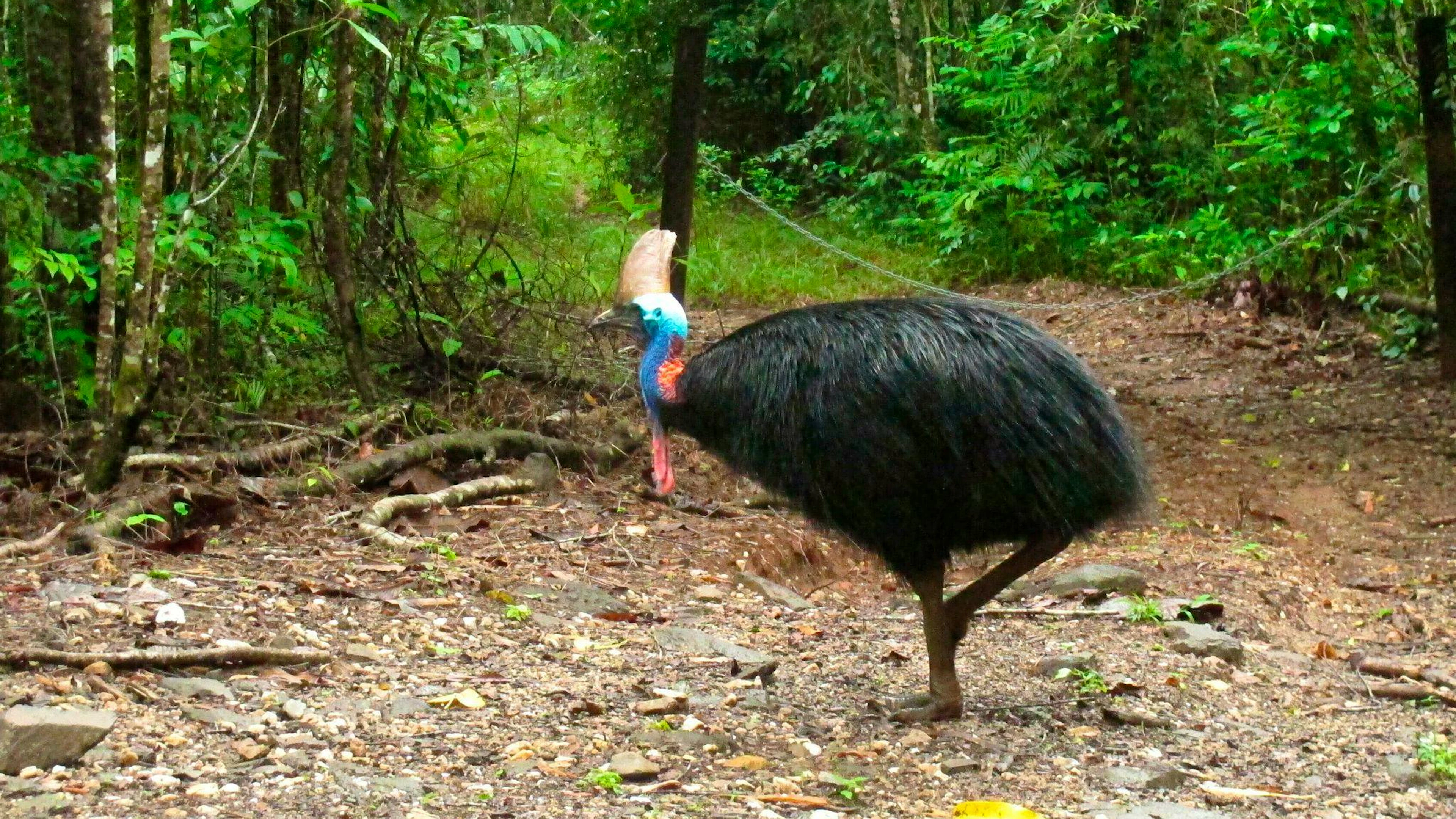 Helmkasuare sind die drittgrössten Vögel der Welt. (Archivbild)