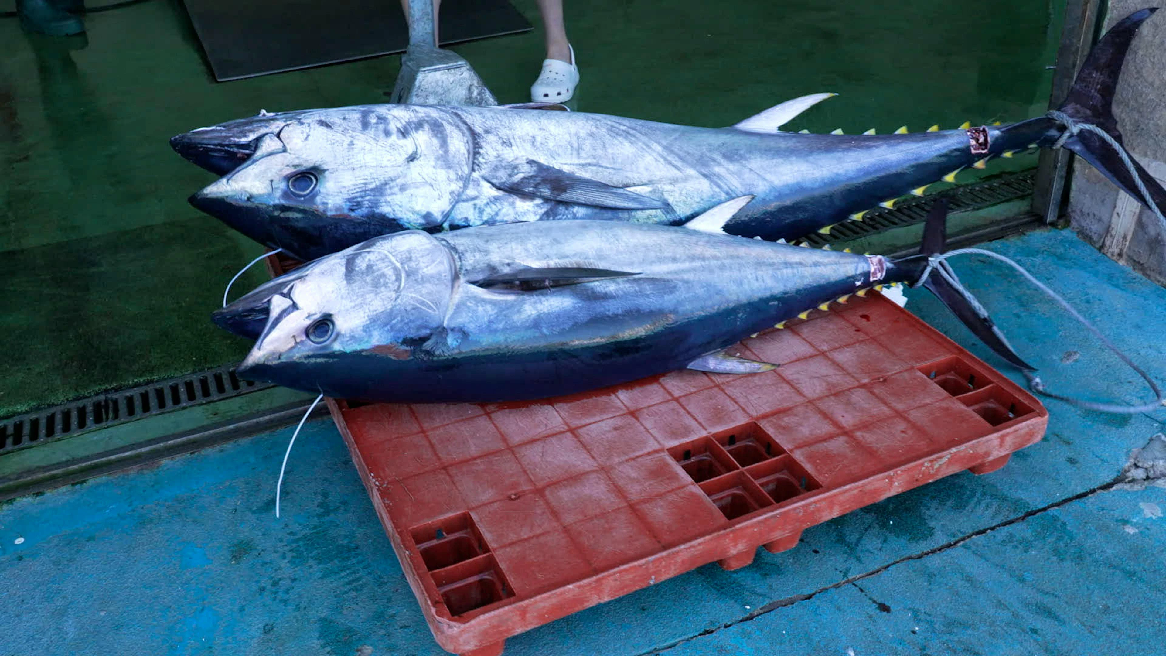 Ein grosser Roter Thunfisch kann für einen Fischer bis zu 1000 Euro bringen.