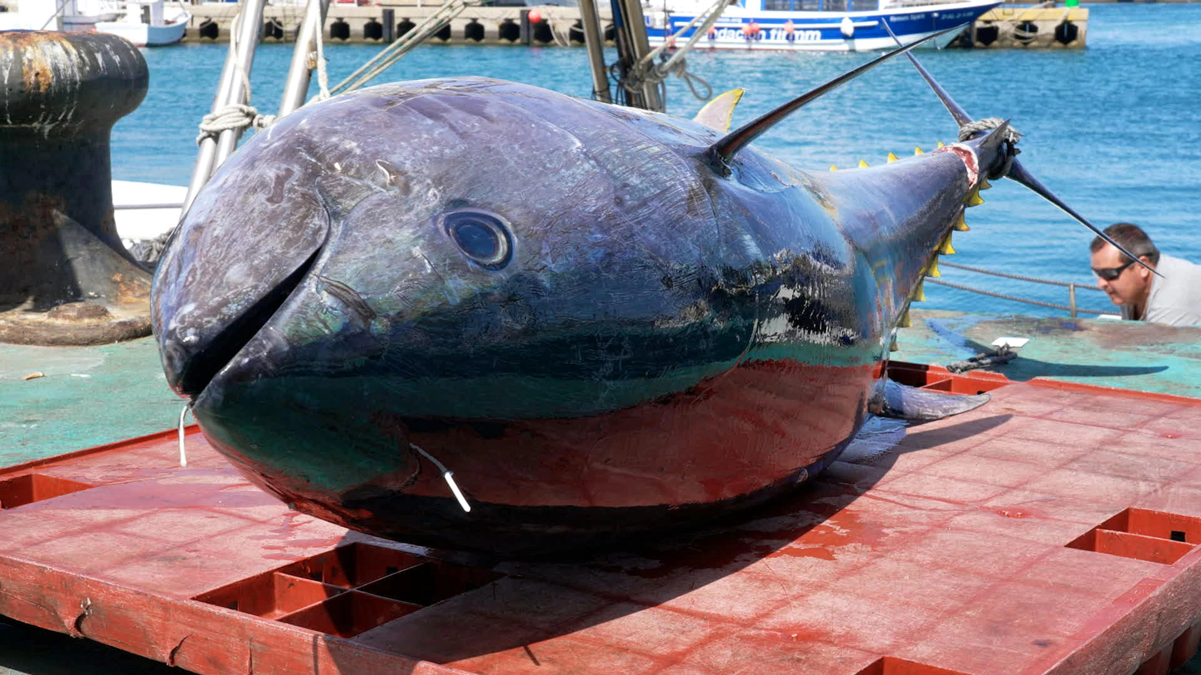 Der Rote Thunfisch kommt jährlich zum Laichen aus dem Atlantik durch die Meerenge im Gibraltar ins Mittelmeer.