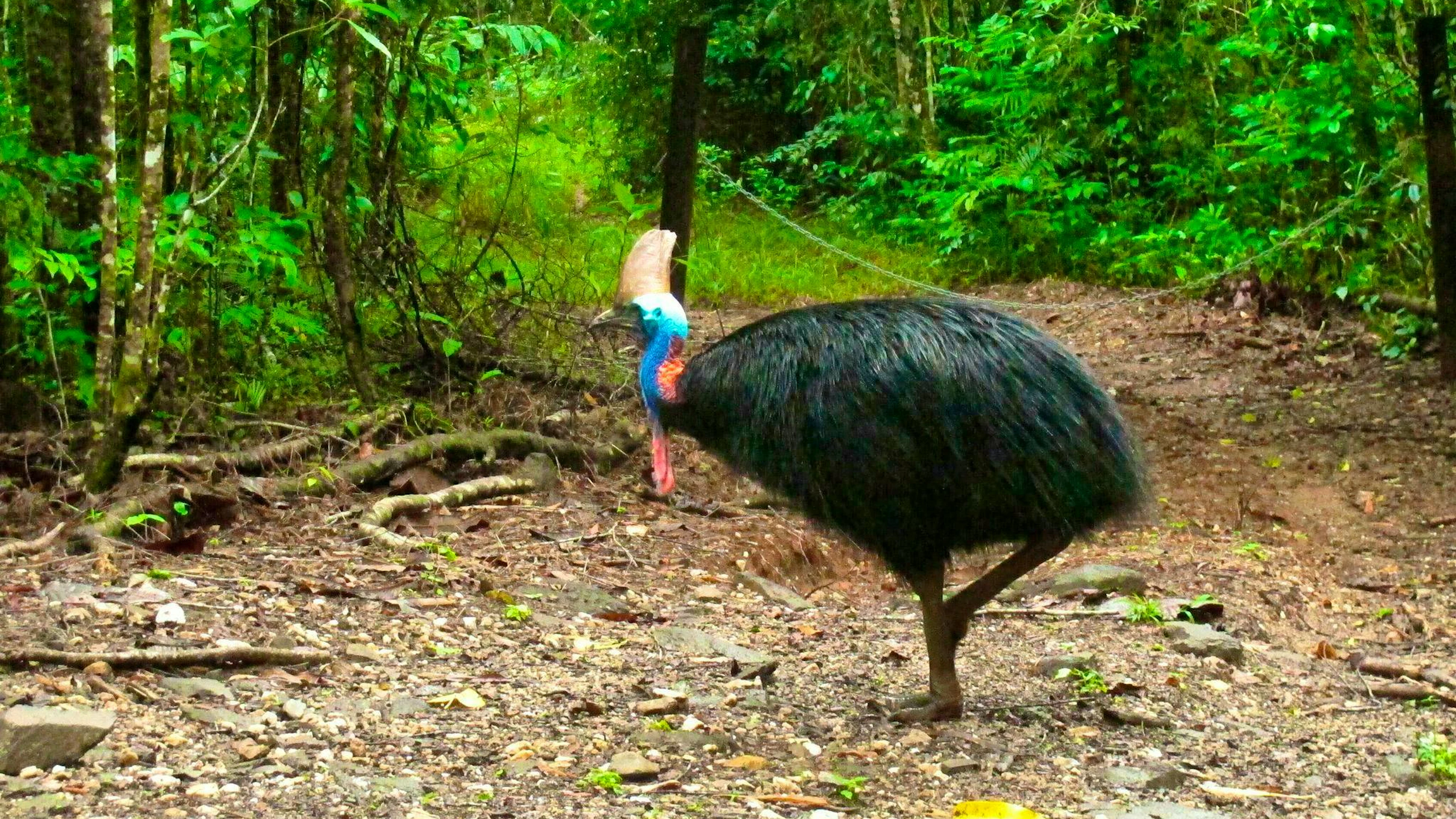 Helmeted cassowaries are the third largest birds in the world. (archive picture)