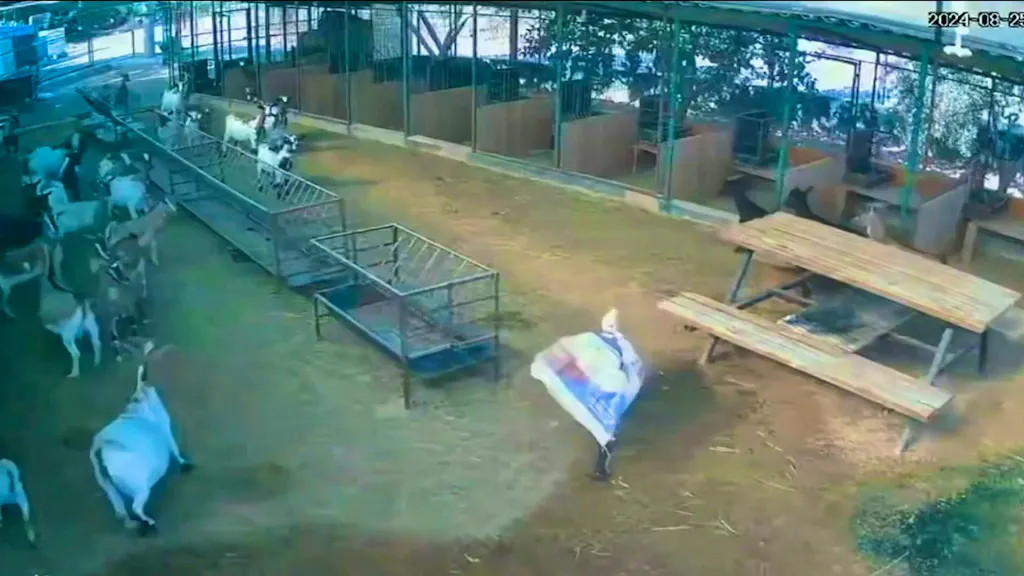 Masked Goat Masked goat terrifies fellow goats
