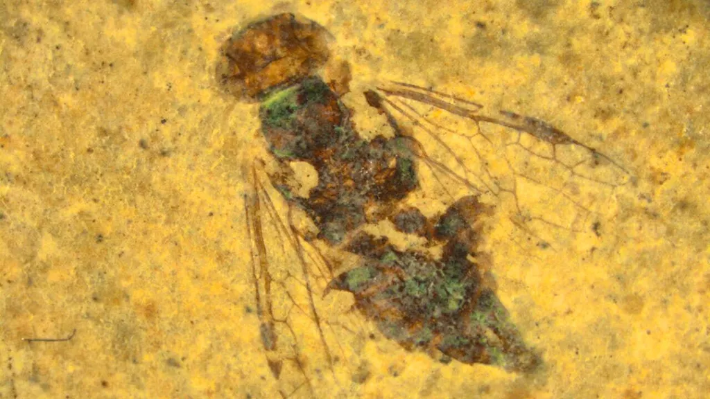 239 million year old insects discovered in Ticino