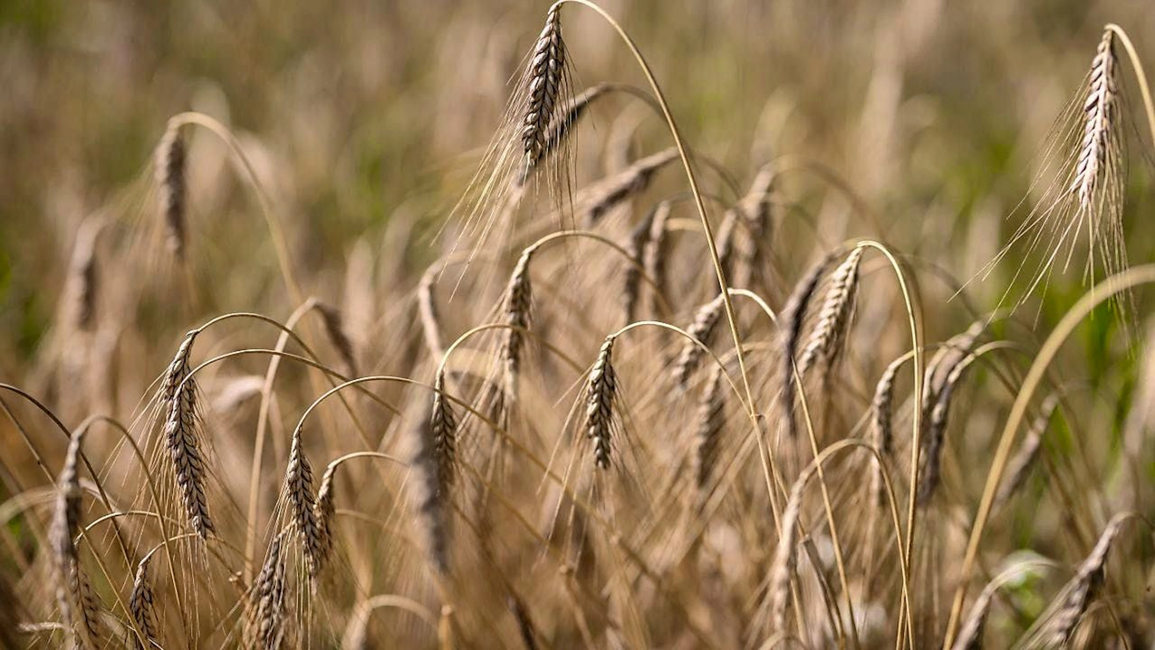 The majority of the St. Gallen cantonal council wants to stop the use of a digital reporting tool for pesticides with a state initiative. (Archive image)