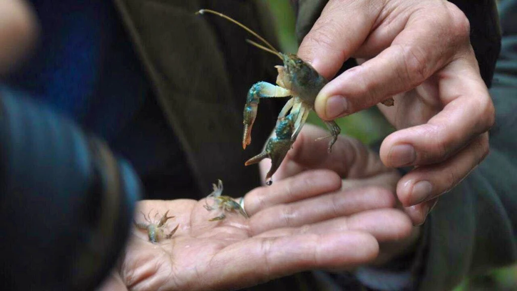 Conservationists release endangered stone crayfish in Sihlwald forest