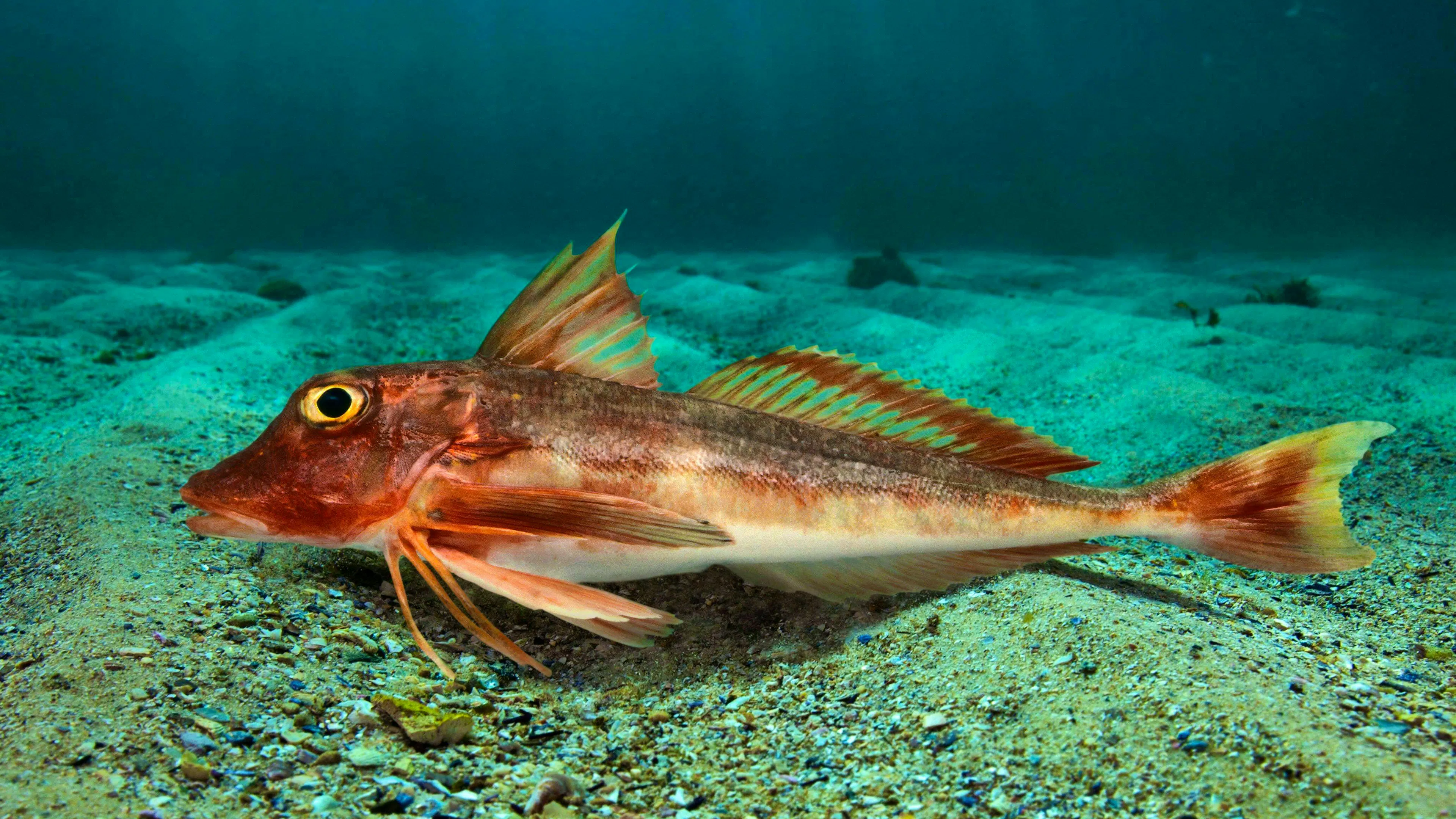 This fish can feel and taste with its legs
