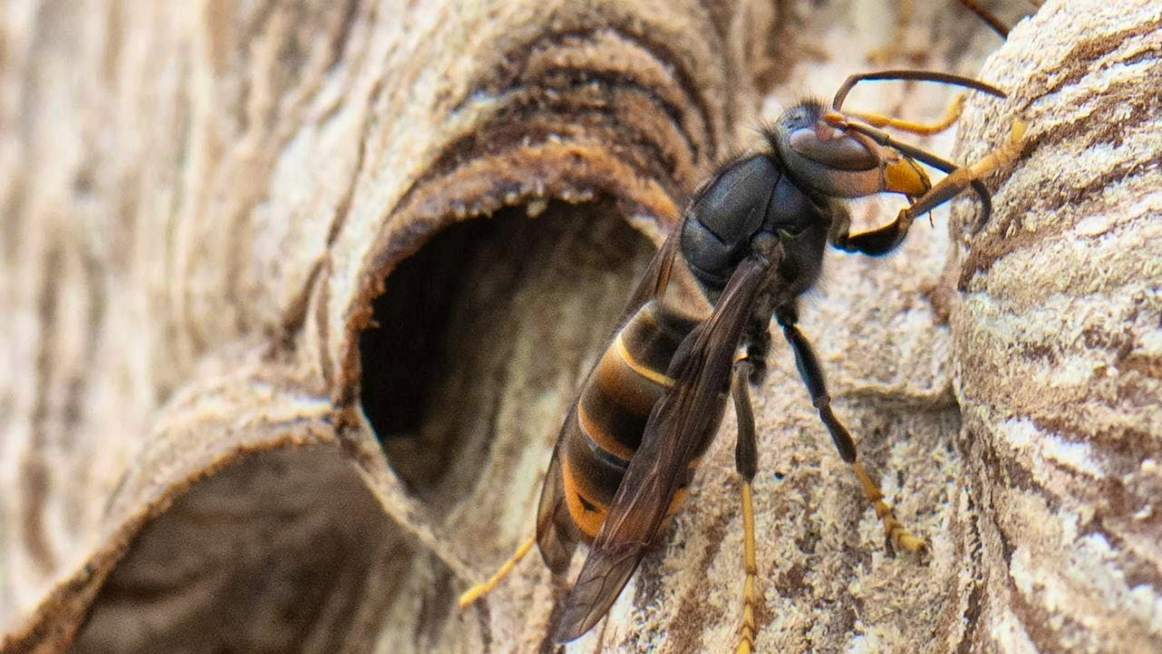 An Asian hornet (pictured) has a black head with an orange forehead, while the head of the European hornet is reddish to black in color.