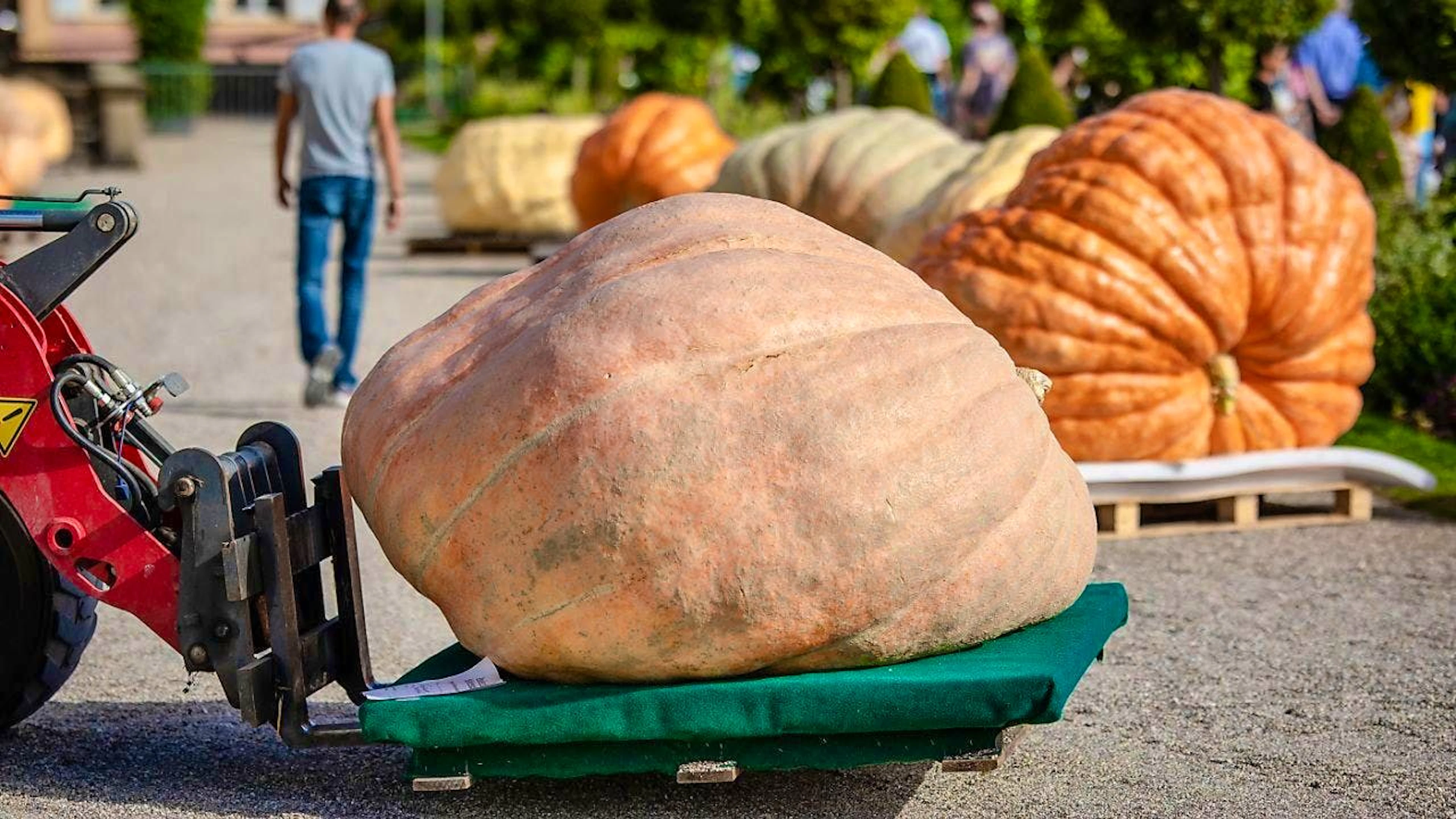 Giant pumpkins are ready to be weighed at the European Pumpkin Weighing Championships.