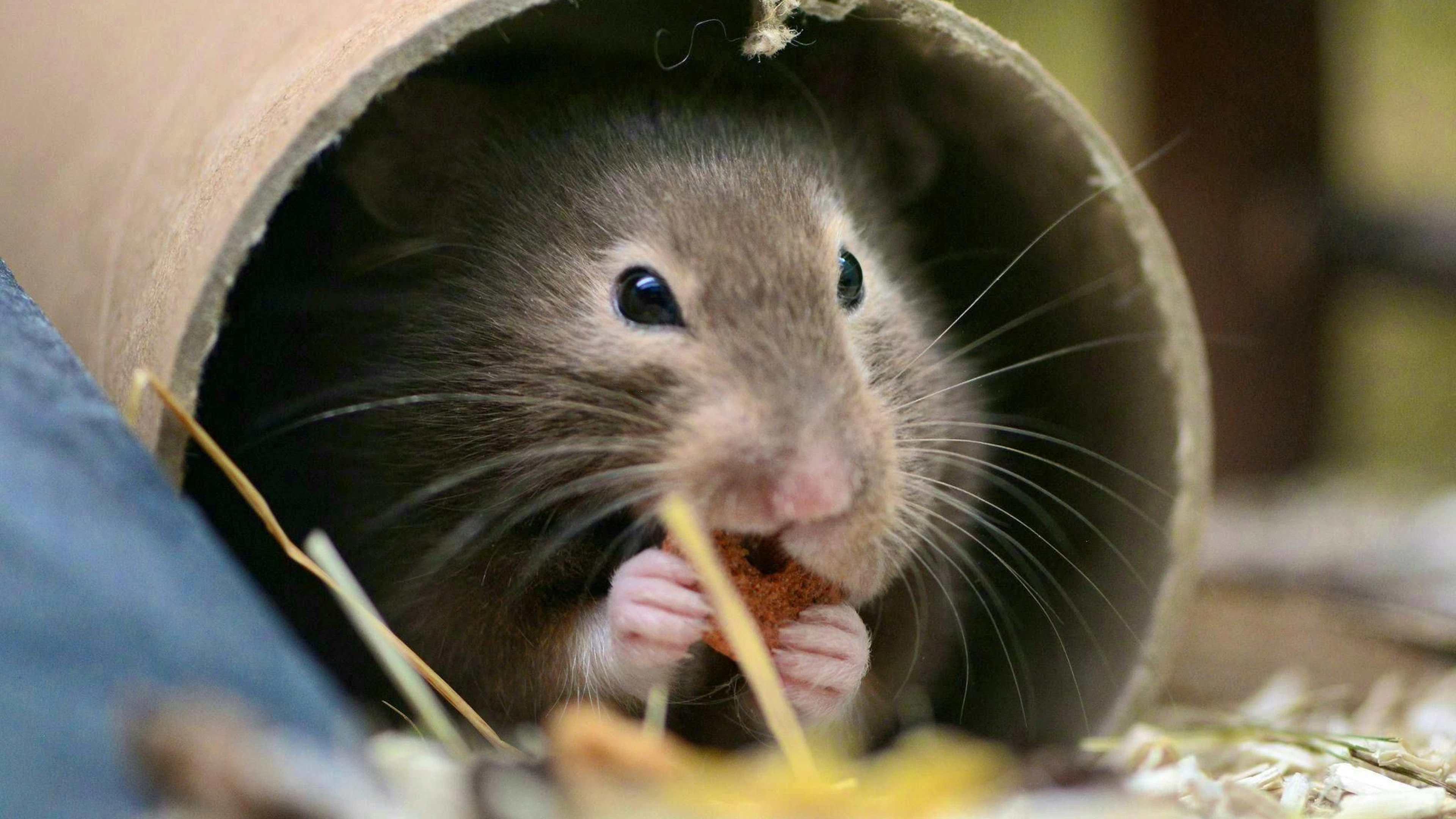 La femme meurt après avoir été mordue par un hamster. (Photo thématique)