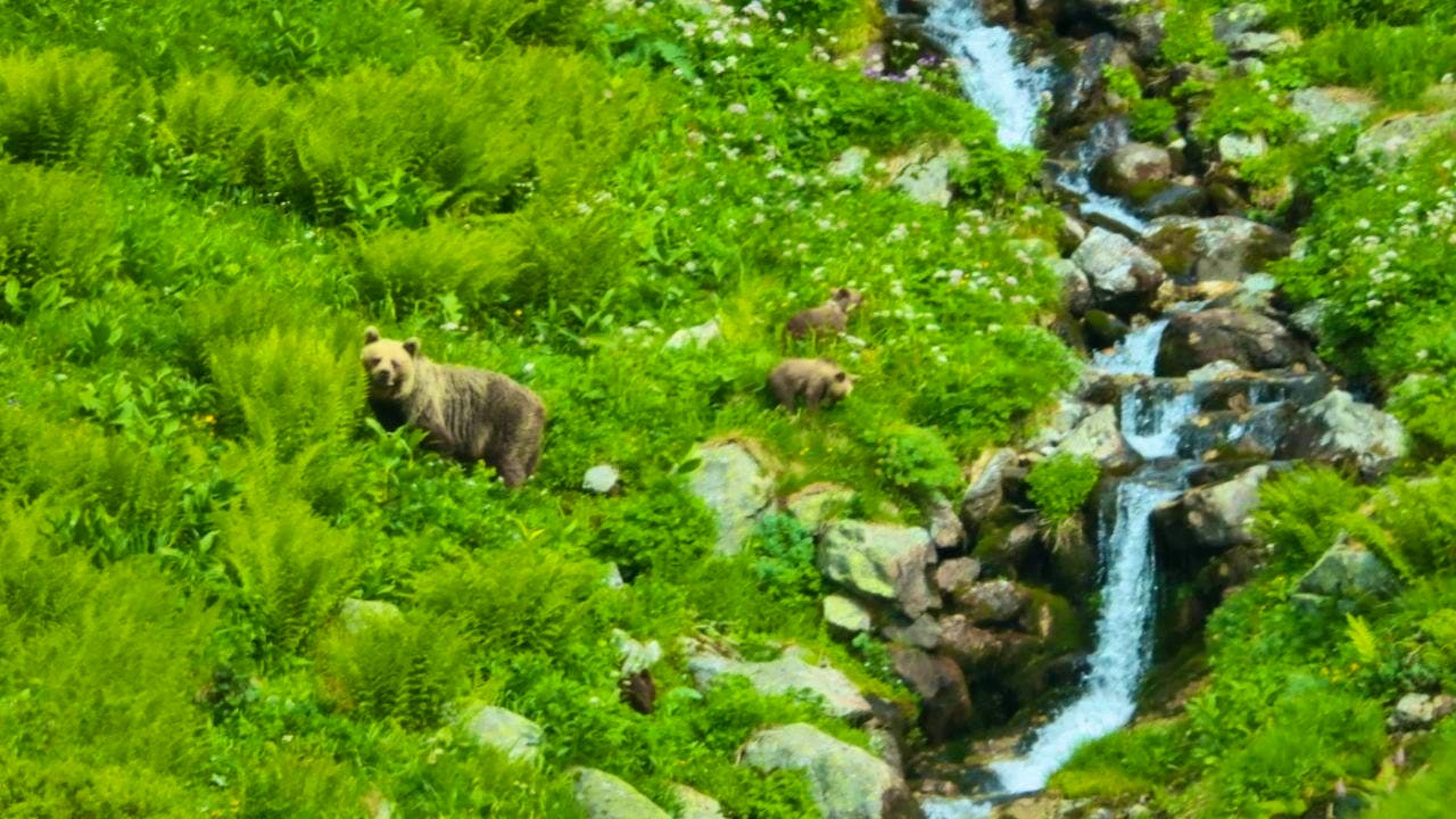 A mushroom picker has been seriously injured by a brown bear in Slovakia.