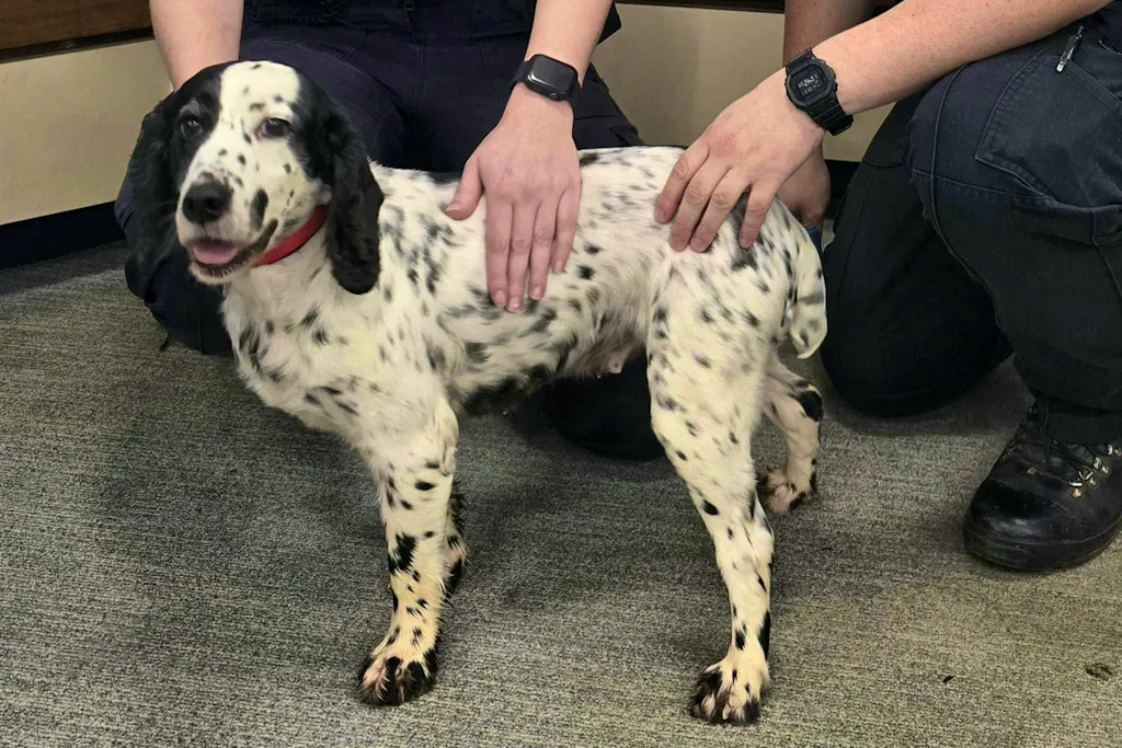 Police find missing cocker spaniel Daisy in England