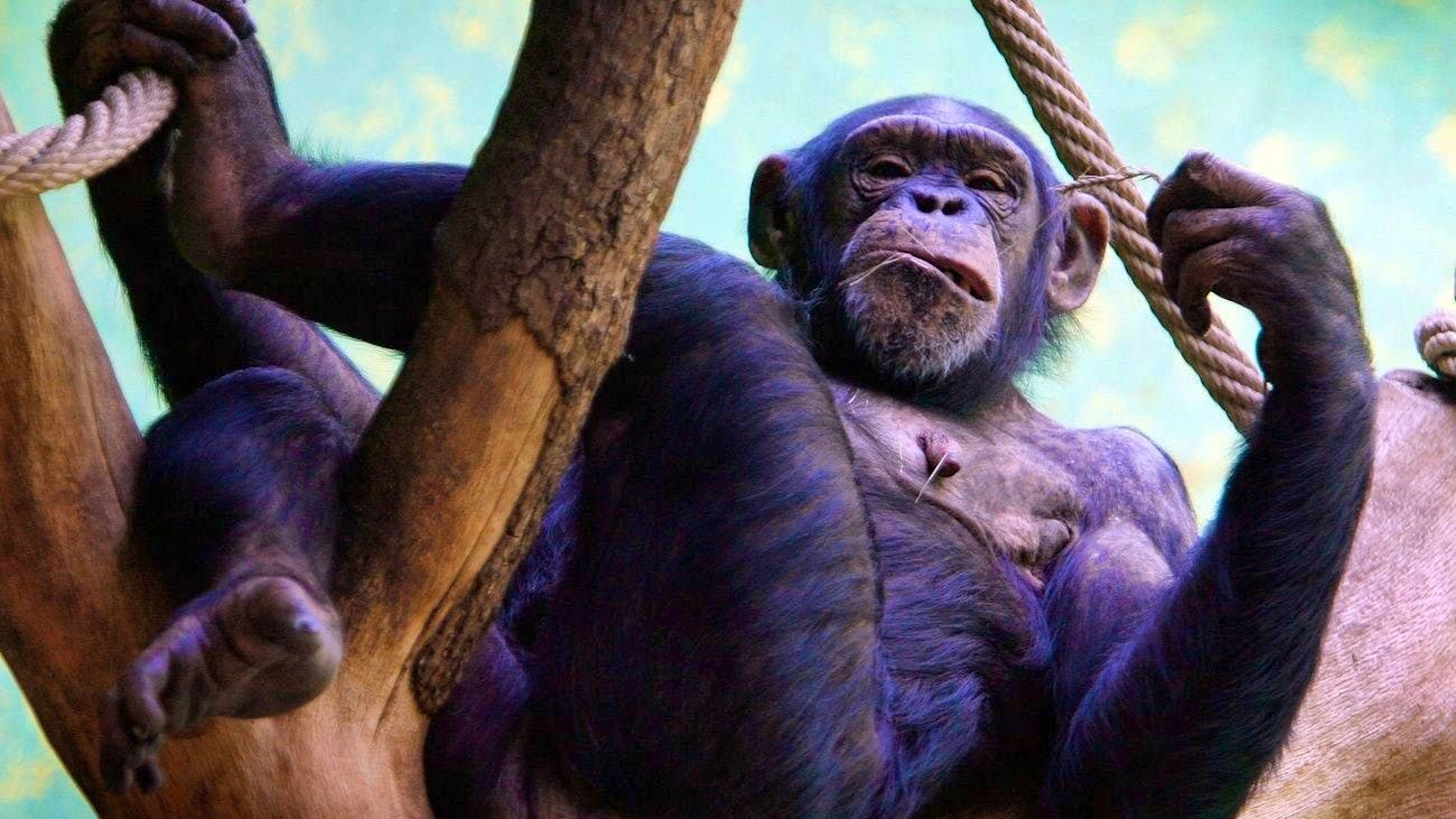Un chimpanzé lors du traditionnel apéro au zoo. Si les 200'000 spécimens vivants passaient leur vie à marteler des claviers, la probabilité que l'un d'entre eux tape correctement le mot "Bananas" serait de 5 pour cent. (Archives)