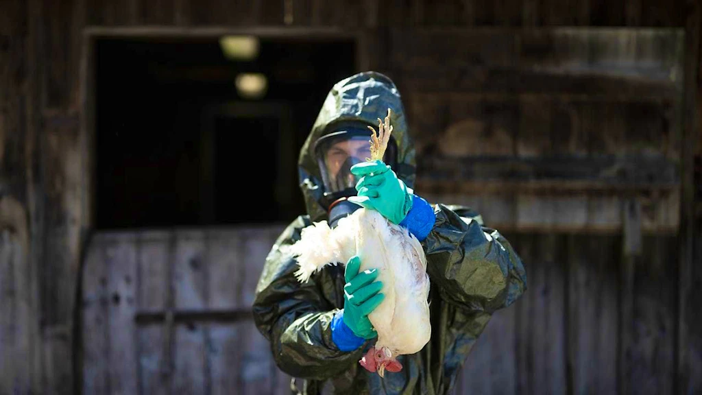 Avian flu arrives in Switzerland - first case detected