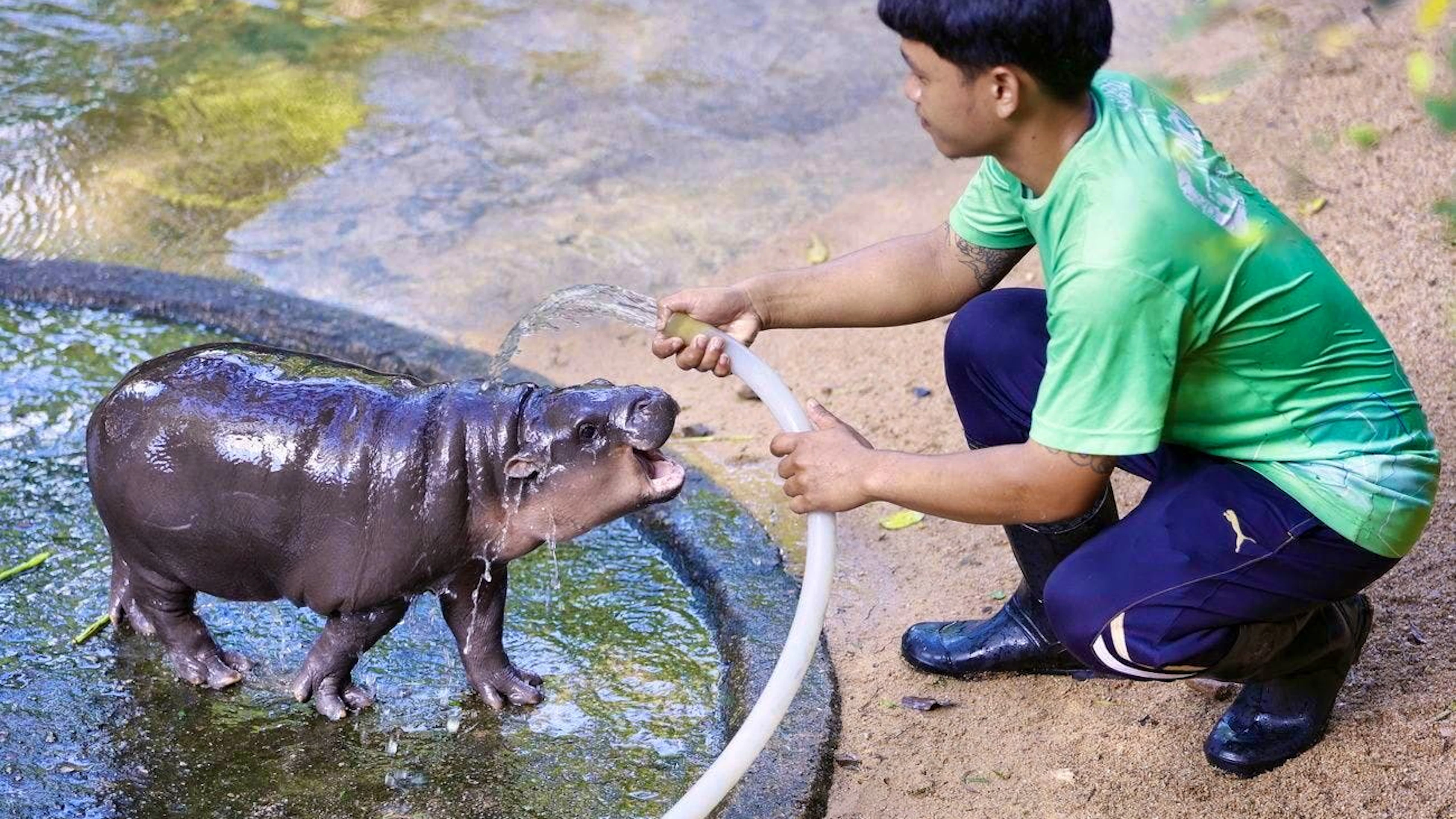 Now has its own song: baby pygmy hippopotamus Moo Deng with its keeper.