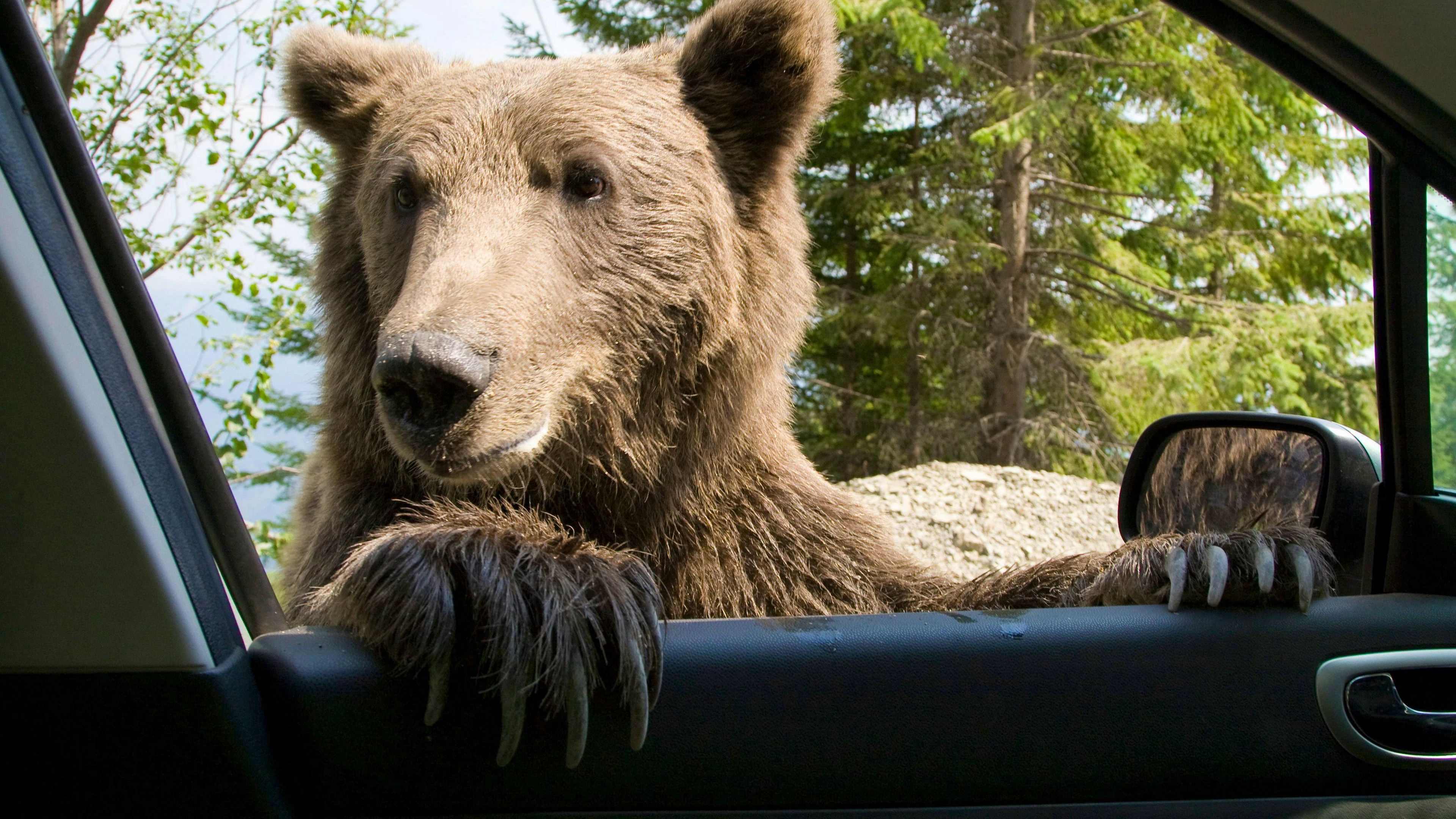 Ici, il s'agit bien d'un vrai ours! (image d'illustration)