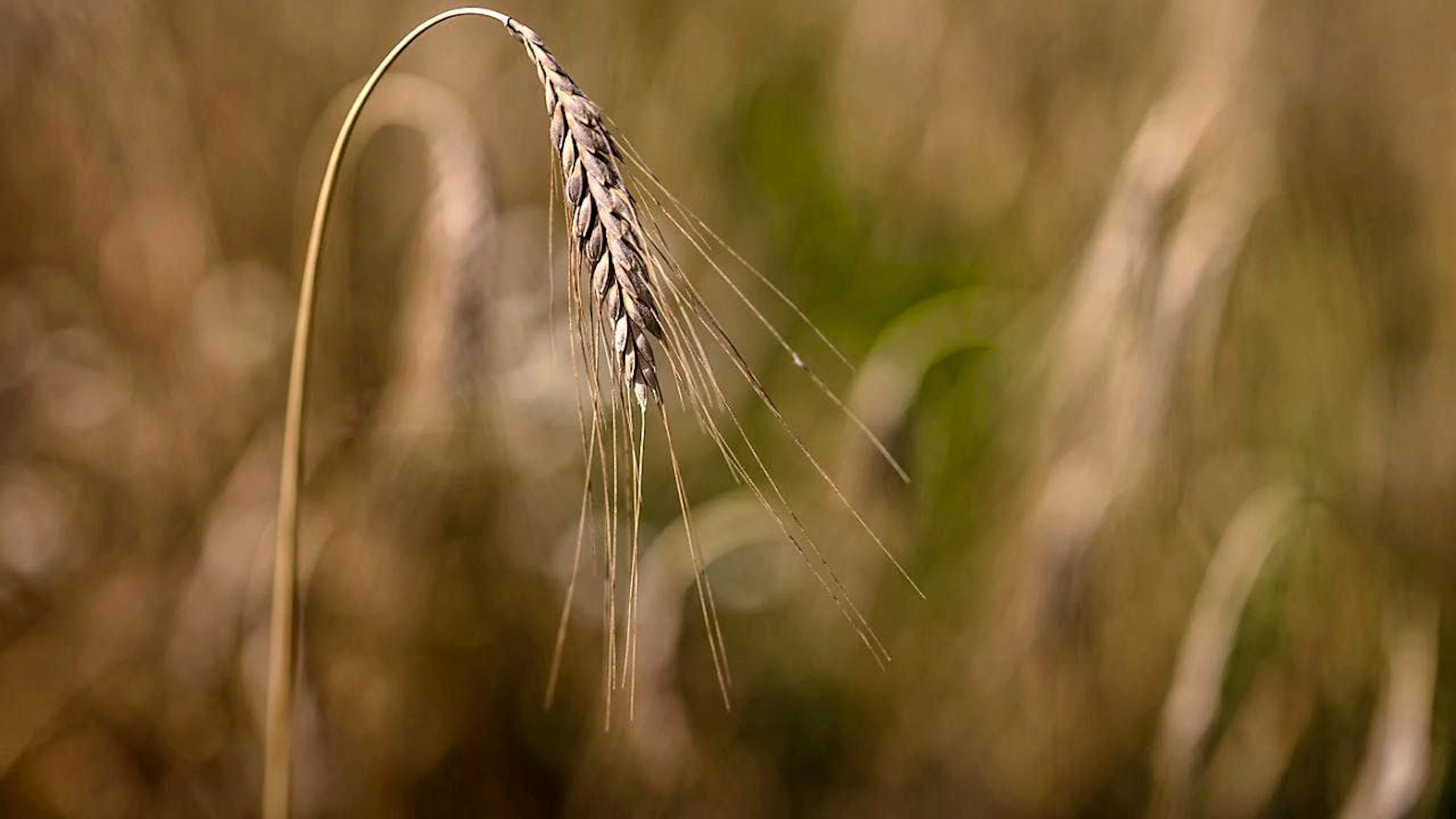 The federal government is taking further measures due to the record low bread grain harvest and is releasing the entire import quota for 2025 as early as February. (theme picture)