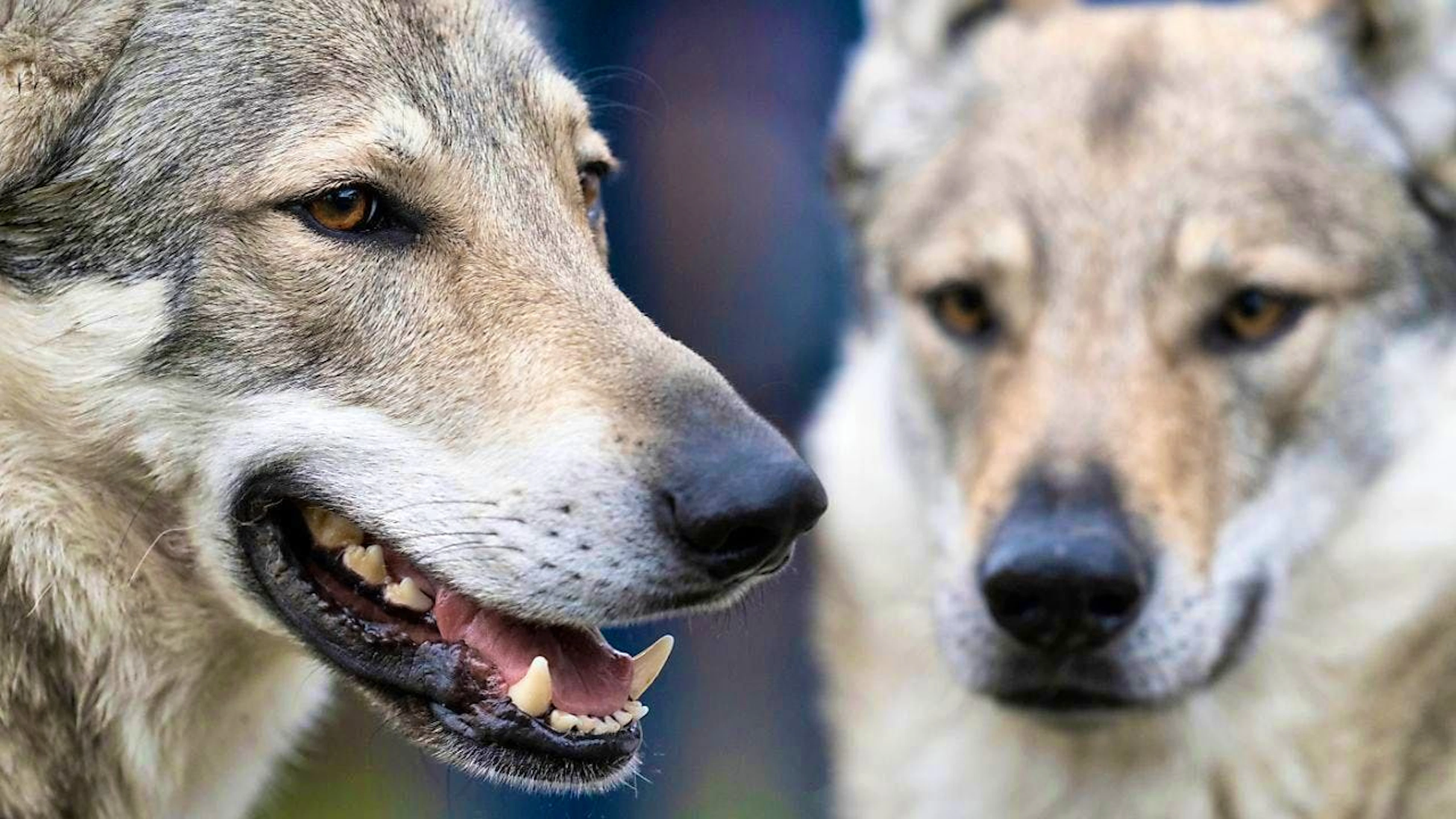 The Council of Europe has cleared the way for weaker protection of wolves.