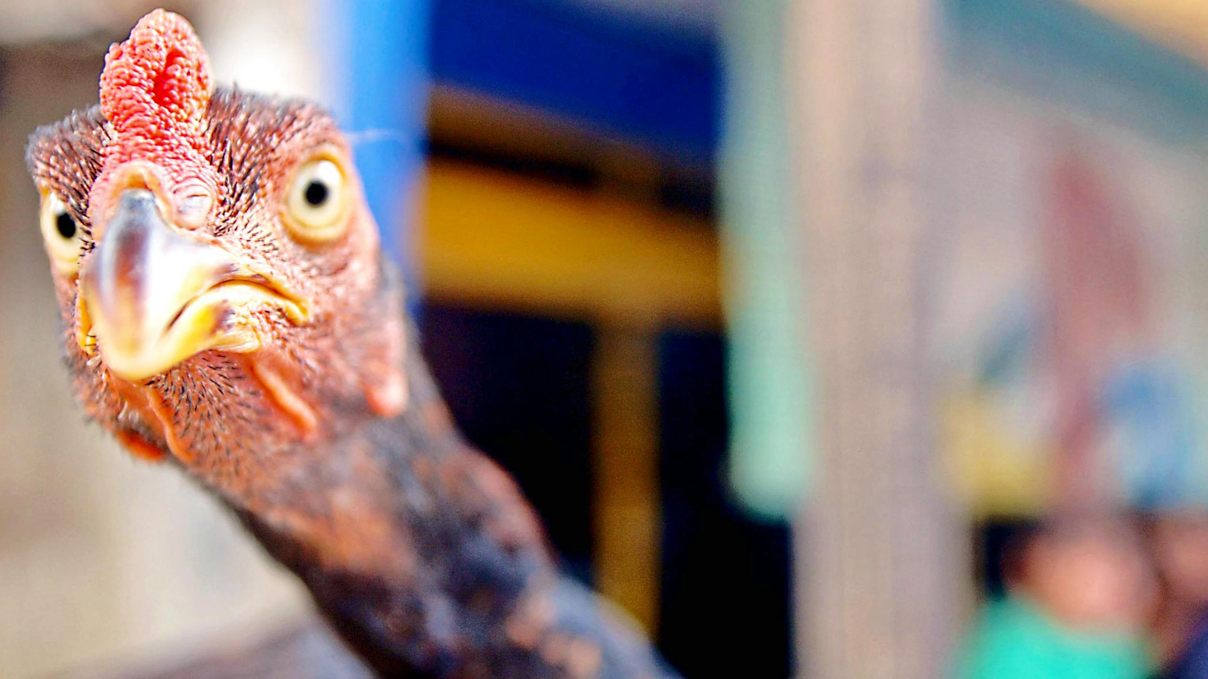 La grippe aviaire A (H5N1) est apparue en 1996 en Chine (image d’illustration).