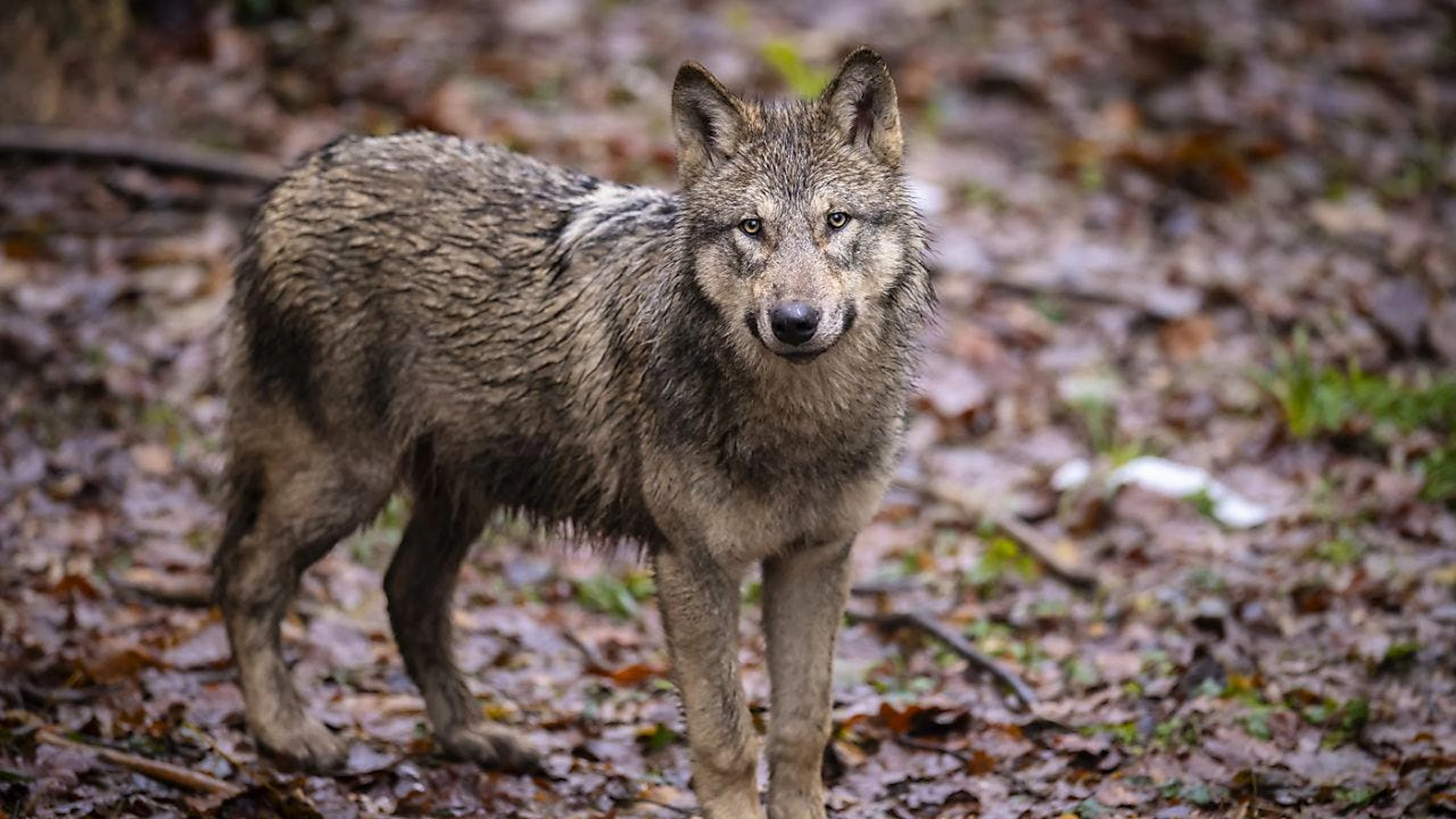 Le nombre de loups en France reste globalement stable (Photo d'illustration).