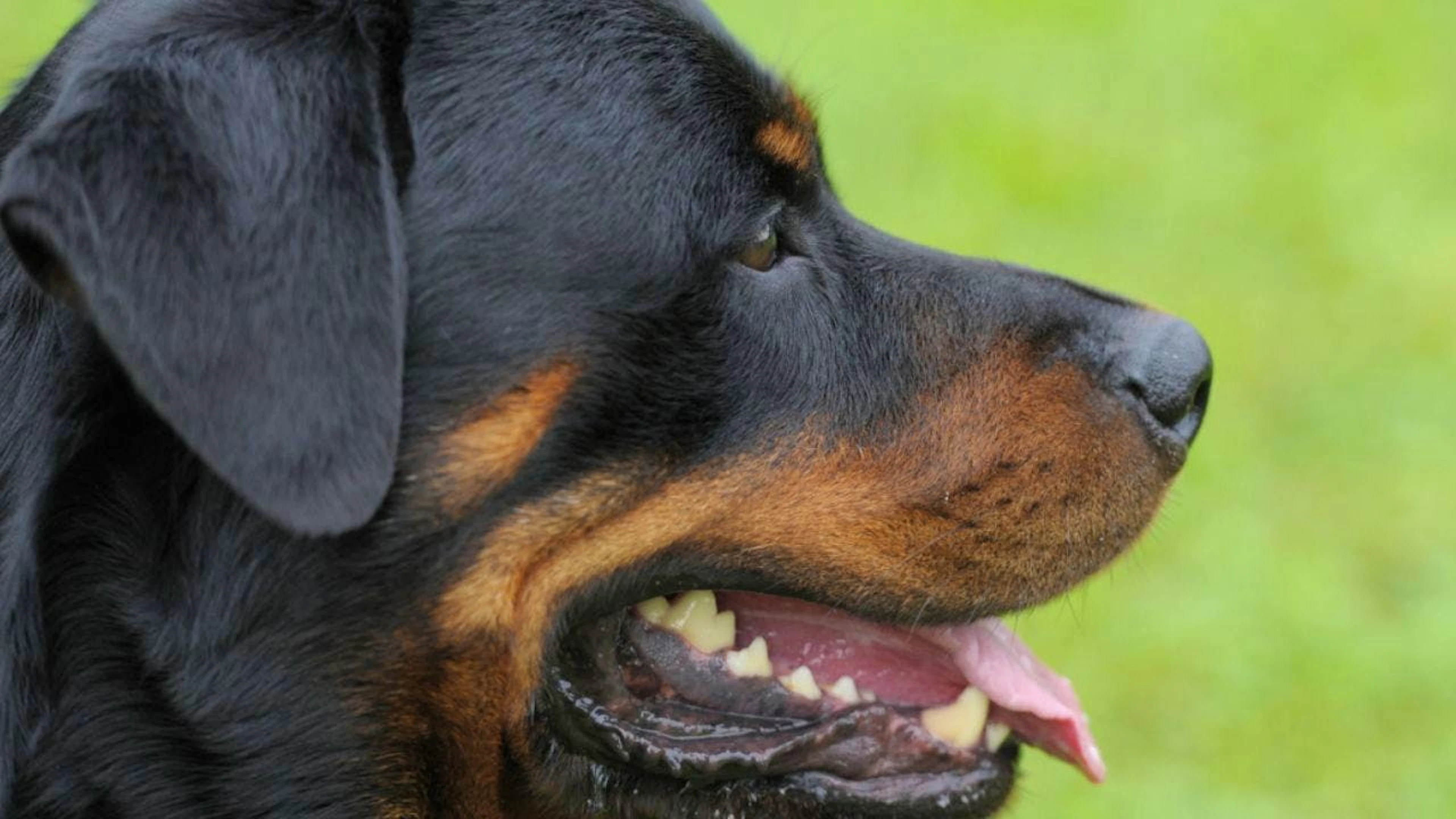 Ein Rottweiler biss in Adlikon ZH im Oktober mehrere Personen – auch Kinder. (Symbolbild)