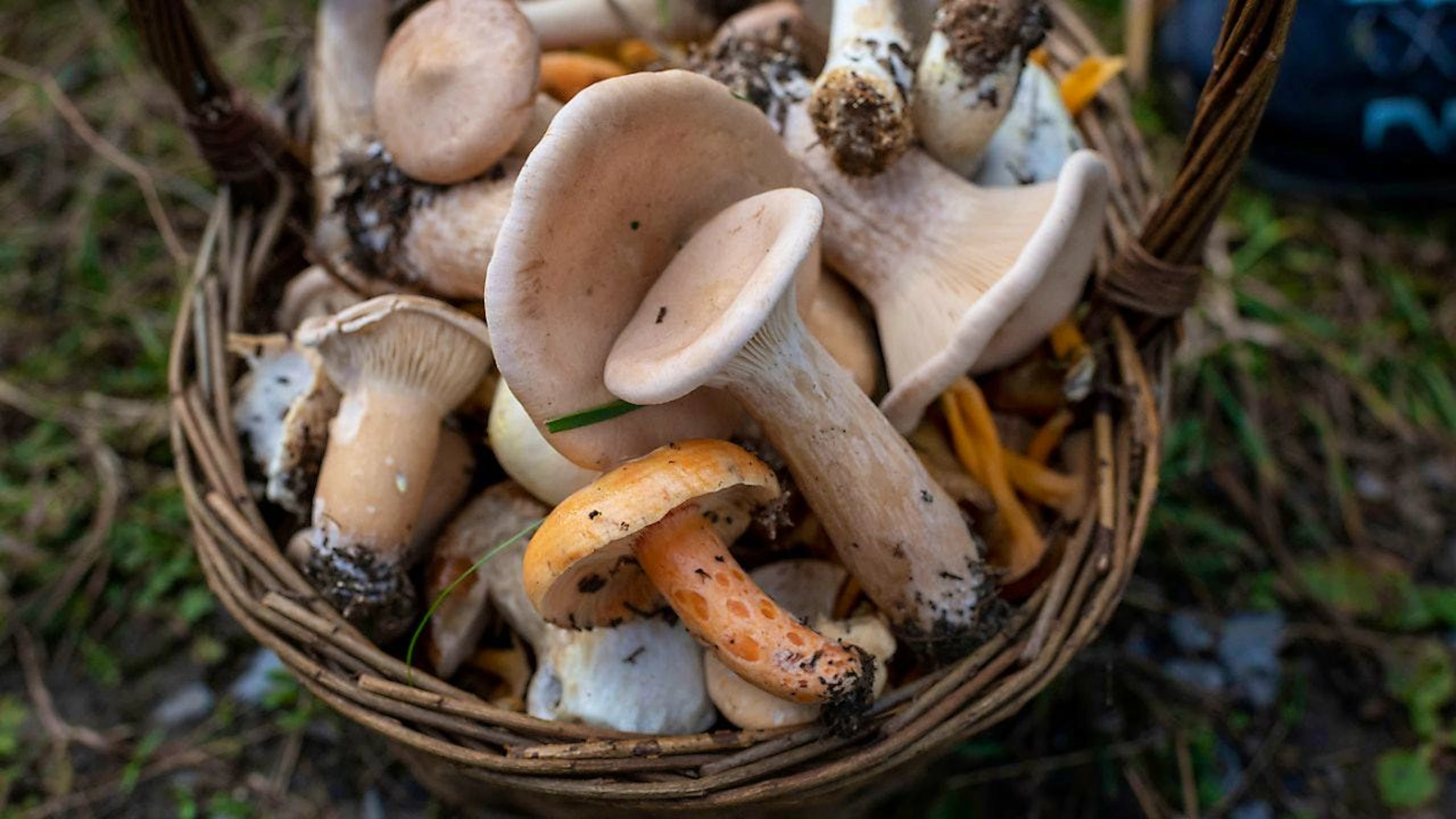 Dès le 1er janvier 2025, la cueillette de champignons sera à nouveau autorisée tous les jours du mois jusqu'à 2 kg par jour et par personne dans le canton de Vaud (archives).