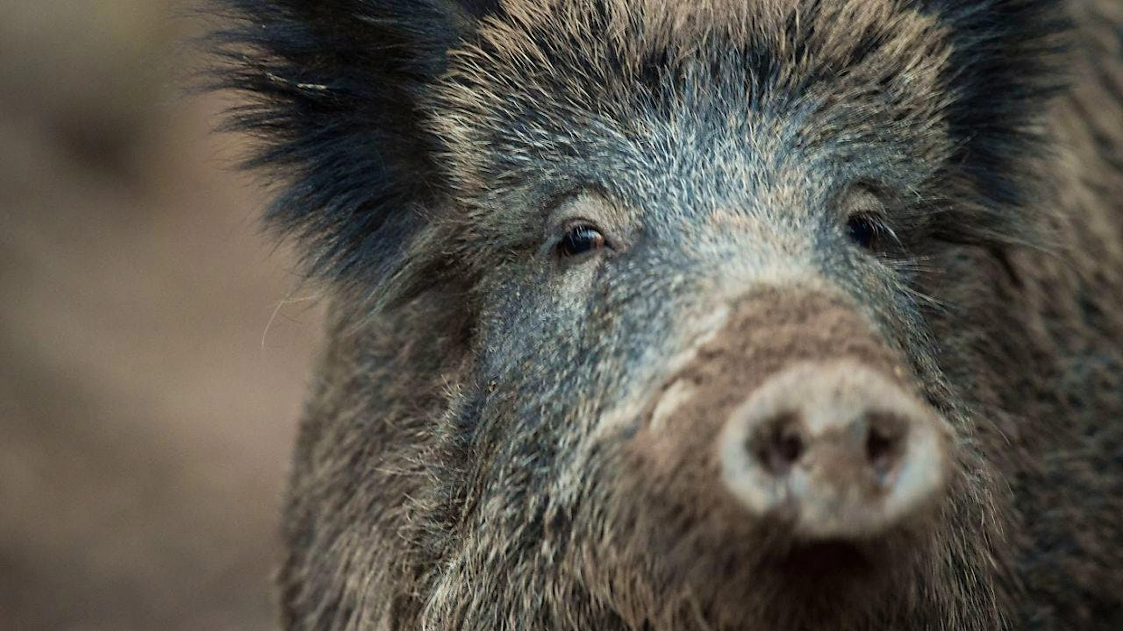 Wildschweine tauchen im Kanton Schwyz nur selten auf. (Symbolbild)