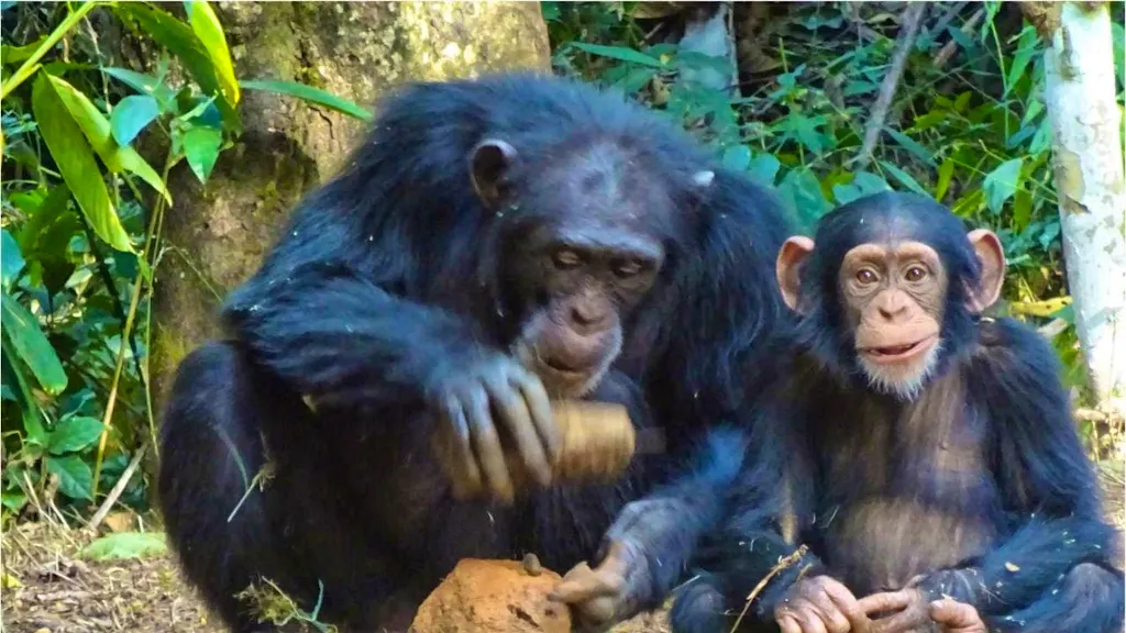 Monkey Shells Monkeys vary in their ability to crack hard shells