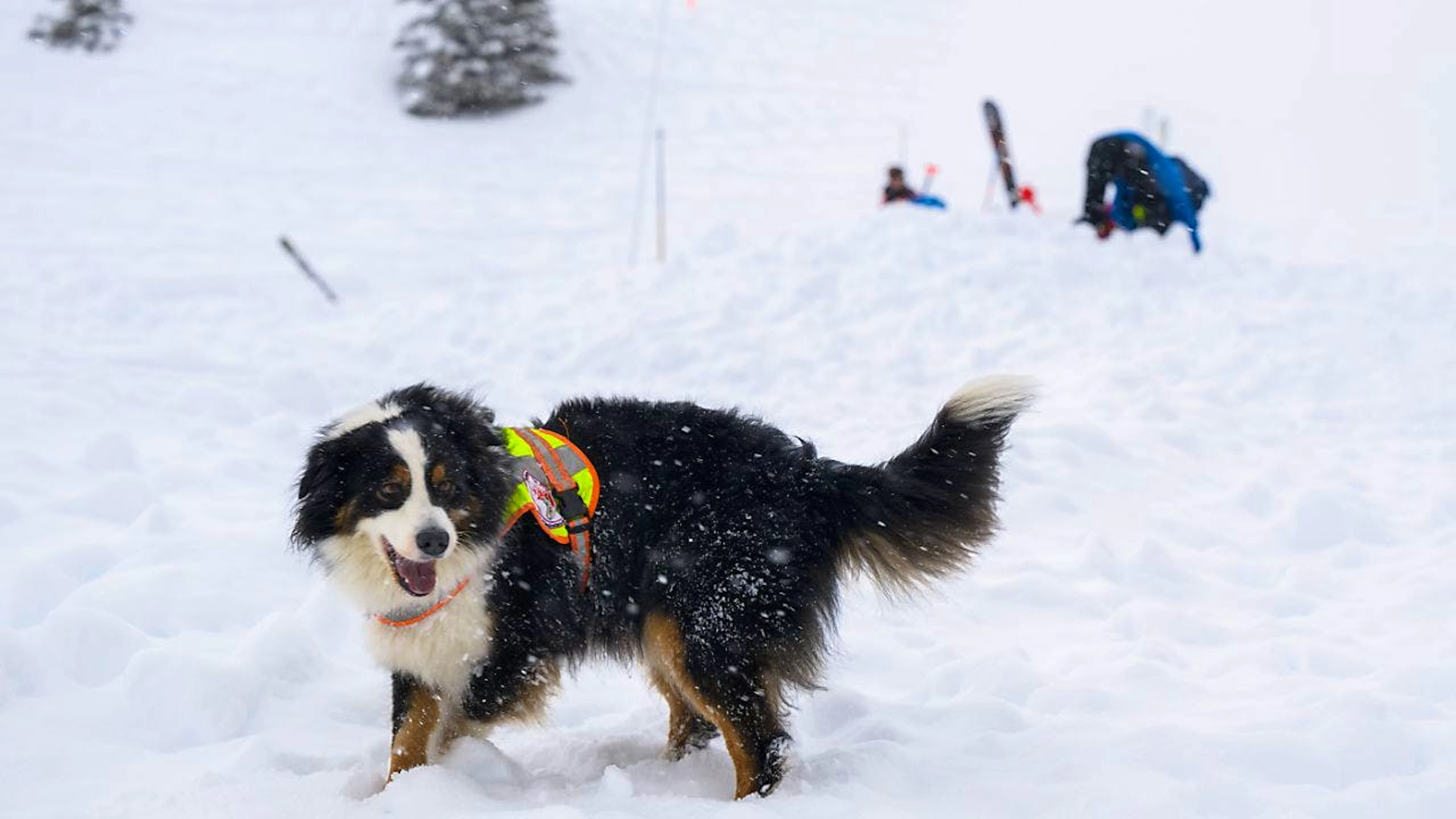 Une avalanche s'est déclenchée mardi vers 12h20 dans un secteur hors-piste de la station des Crosets, dans la commune du Val-d'Illiez (VS). Des hélicoptères et une colonne de secours avec des chiens recherchent d'éventuels skieurs (illustration).