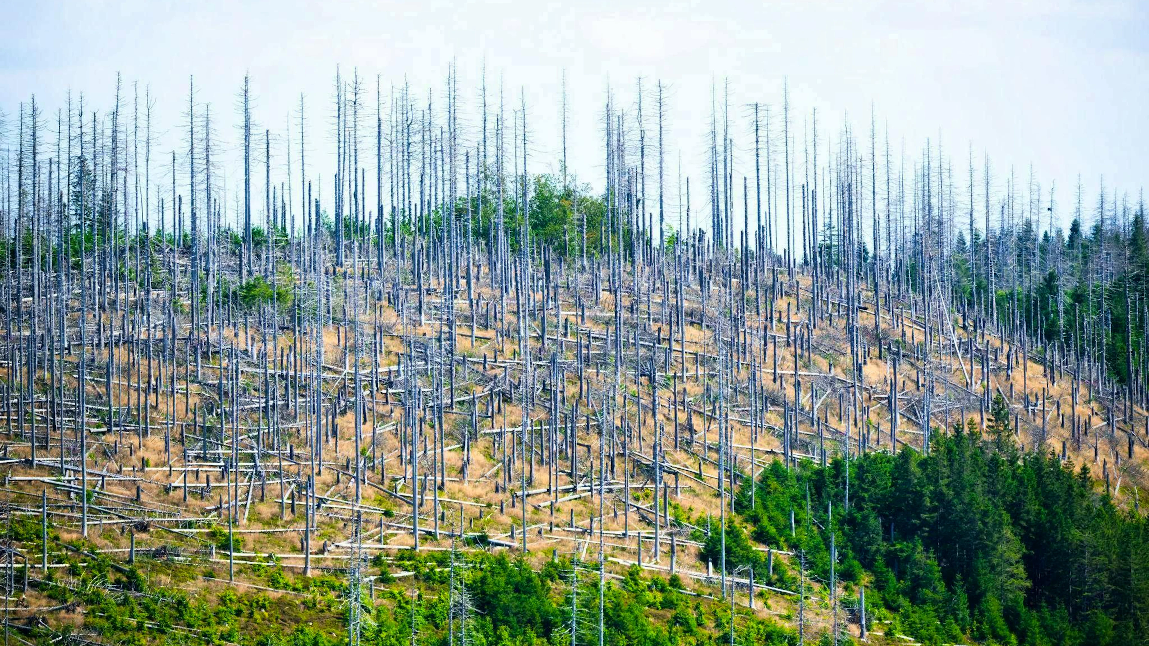 Climate change is already causing serious damage. For example, it is causing severe damage to forests in Central Europe.