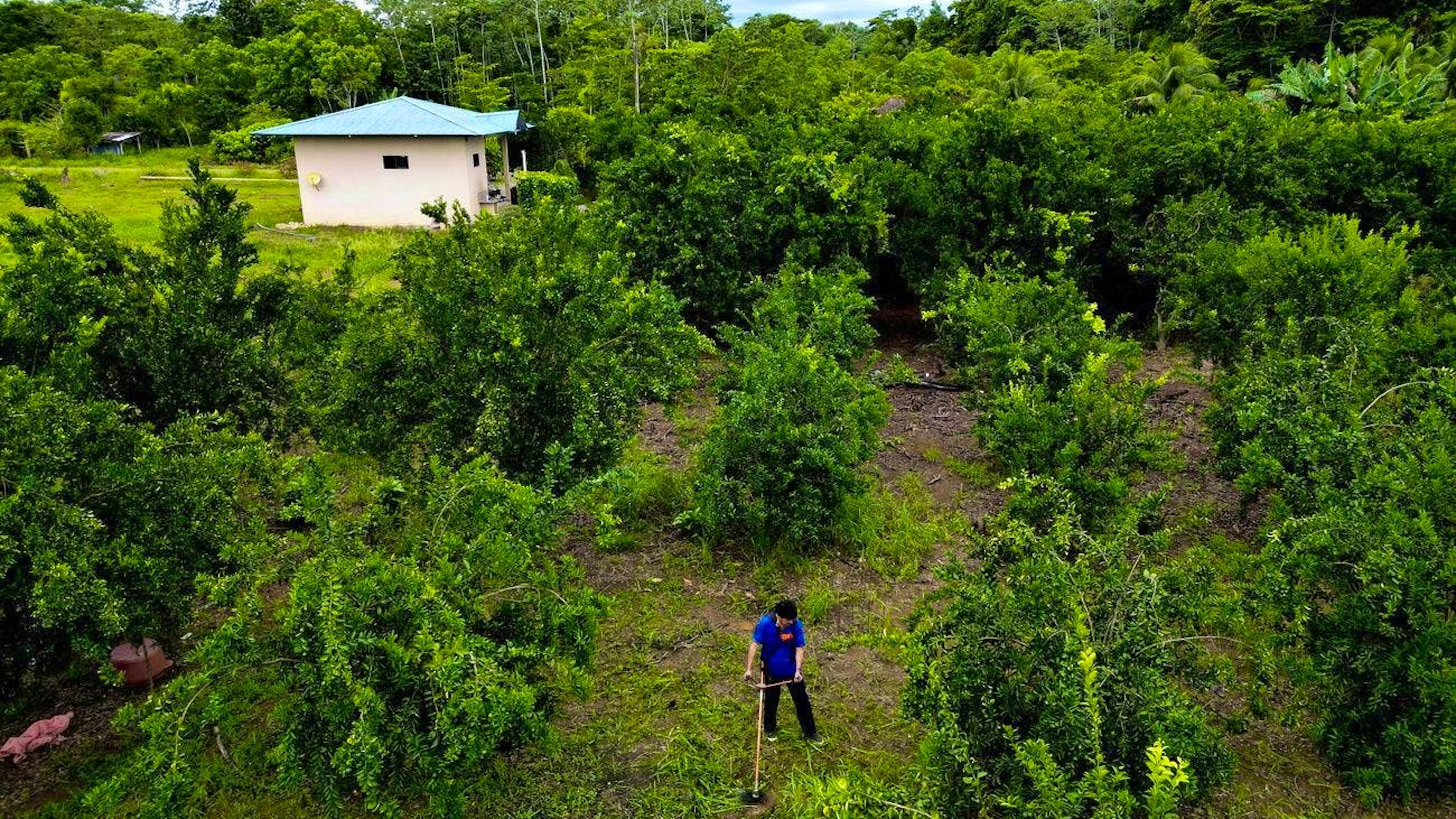 Evo Morales weeding his plantation near Shinahota.